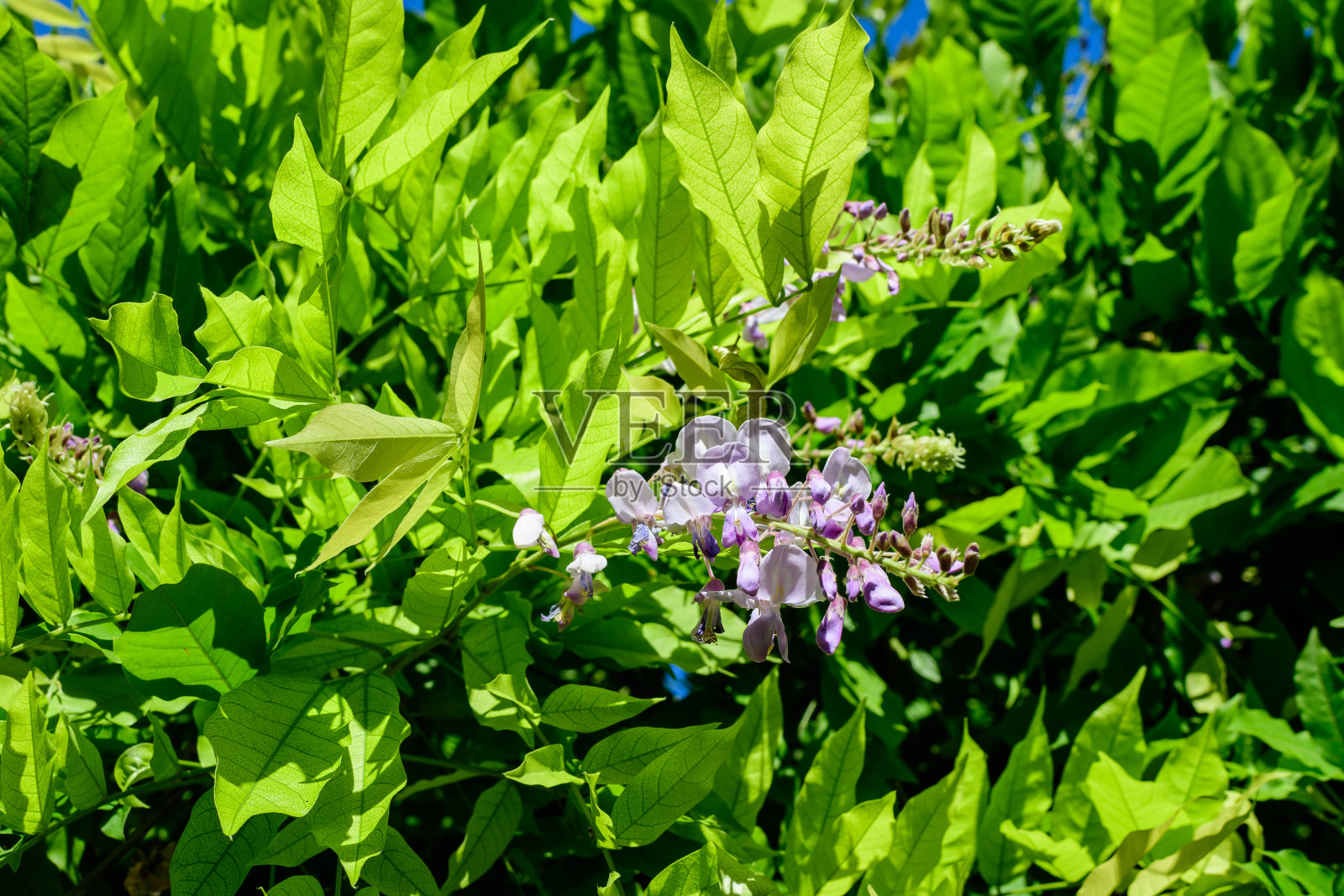在一个阳光明媚的春日，一个花园中，明亮的粉红色紫藤花和大的绿色叶子朝着多云的天空特写，美丽的室外花卉背景照片摄影图片