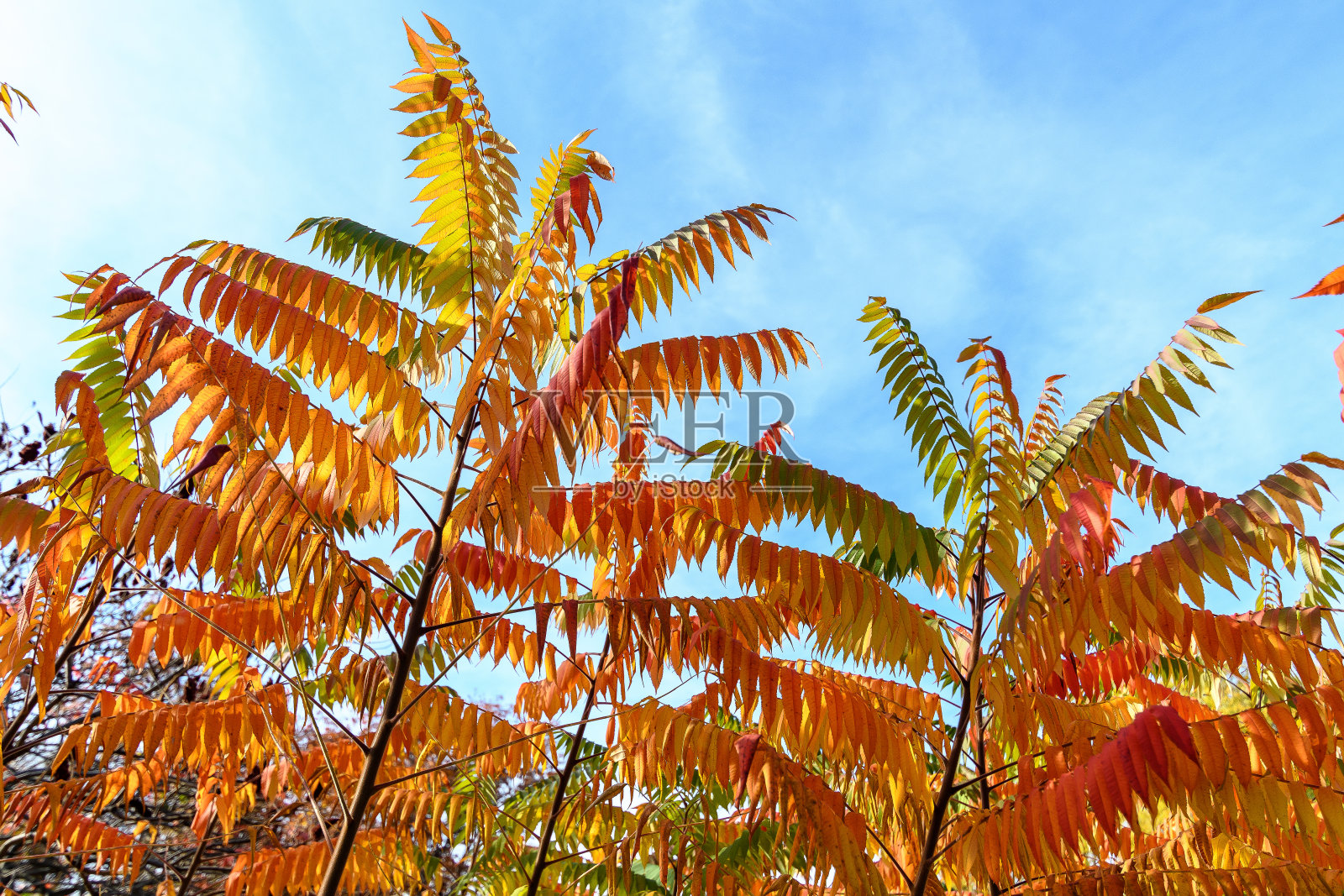 极简主义的单色背景，大红色和橙色的叶子和小花的rus灌木，通常被称为漆树，漆树或sumaq，在一个阳光明媚的秋天的花园里照片摄影图片