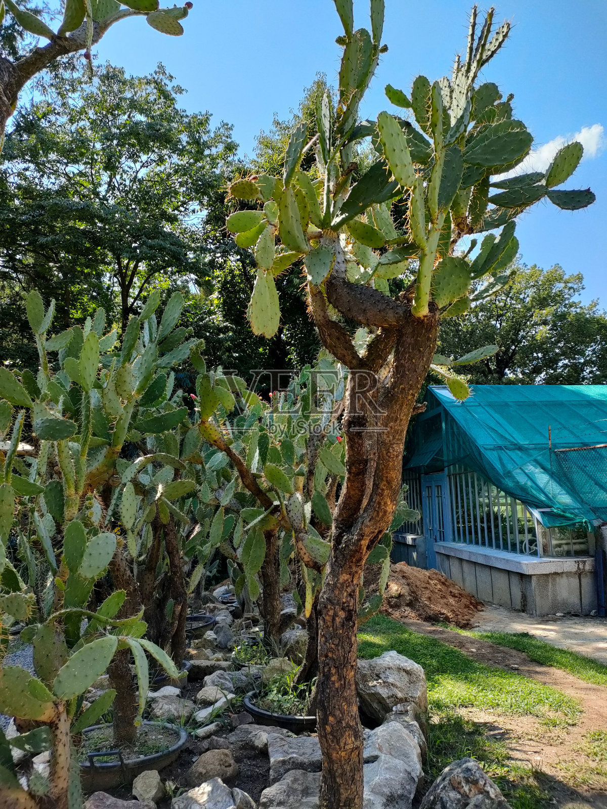 房子附近生长的带刺梨的垂直镜头照片摄影图片