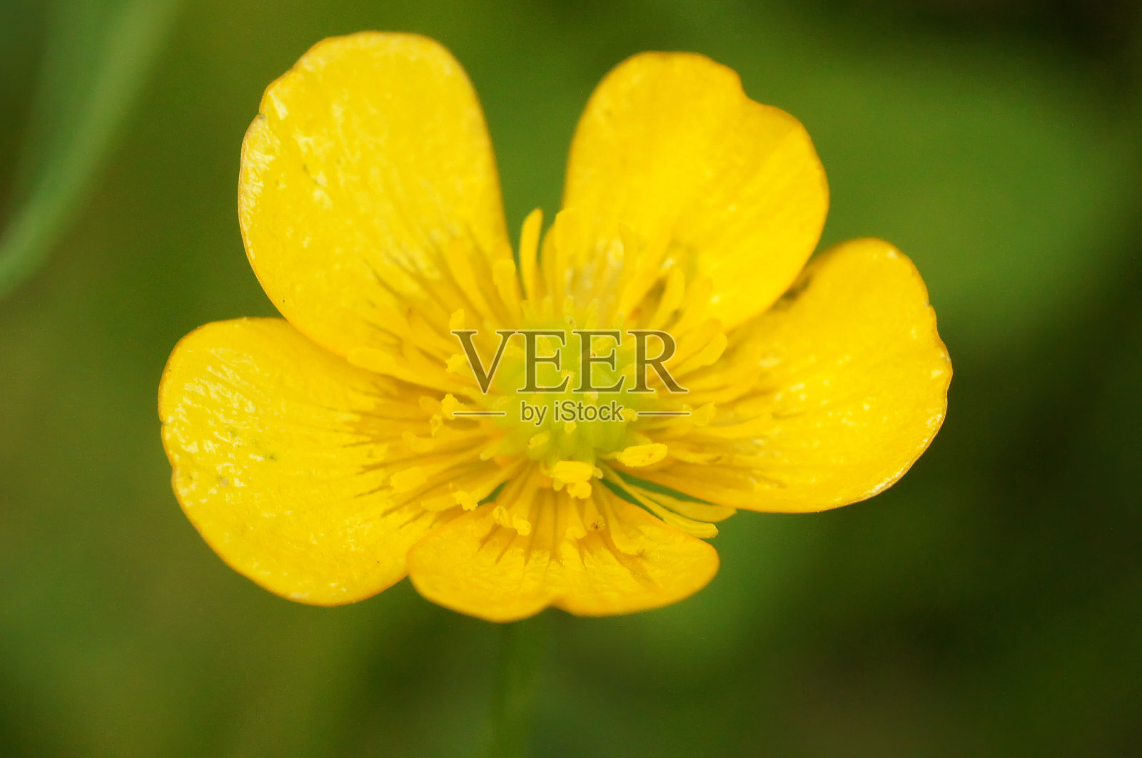 金毛茛的特写-黄色毛茛花在花园里照片摄影图片