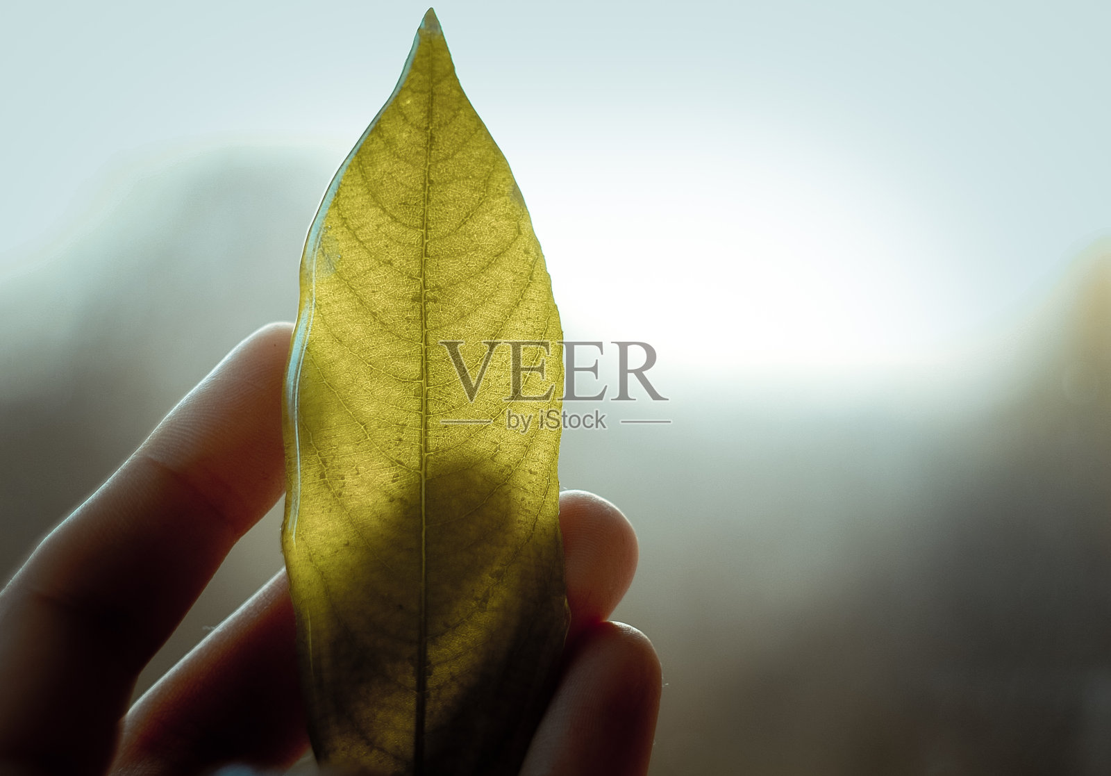 近距离的人持有叶子覆盖环氧树脂概念照片照片摄影图片