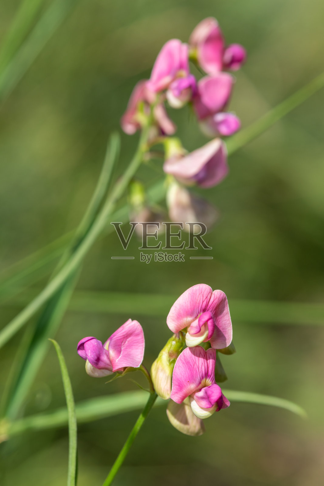 永恒的甜豌豆花照片摄影图片