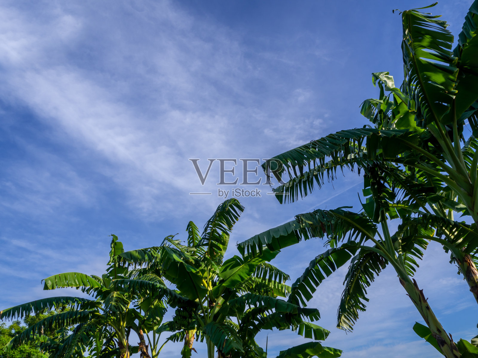 被风吹落的香蕉叶照片摄影图片