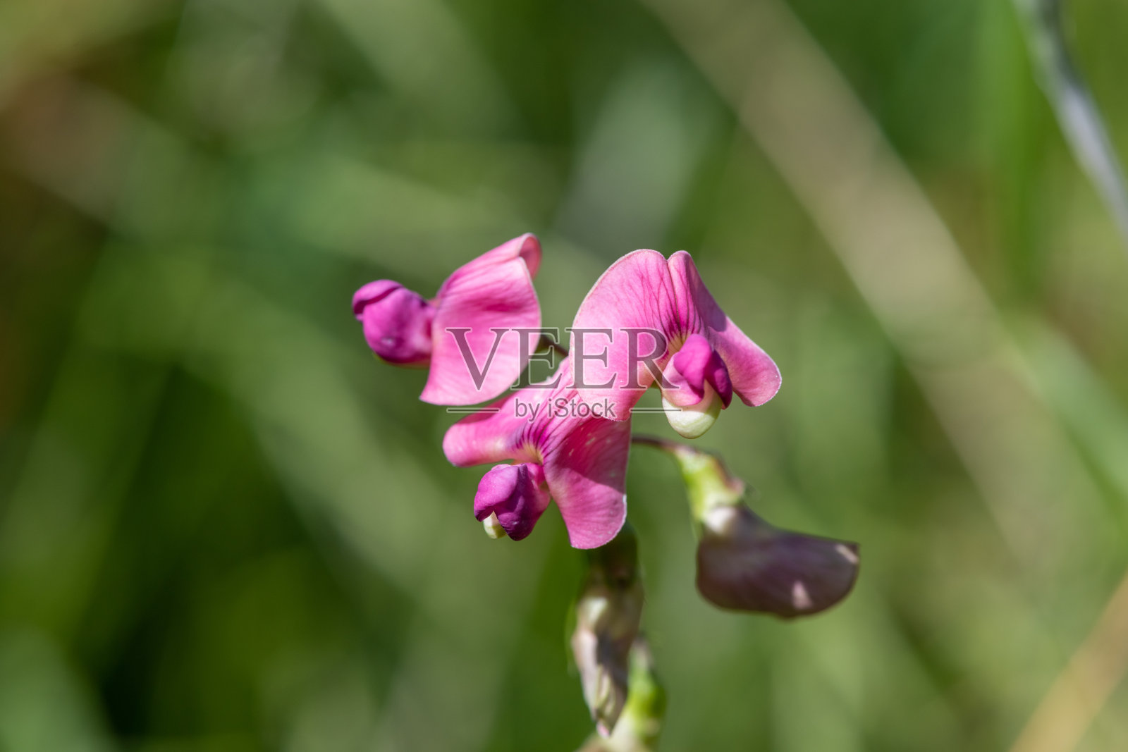 永恒的甜豌豆花照片摄影图片