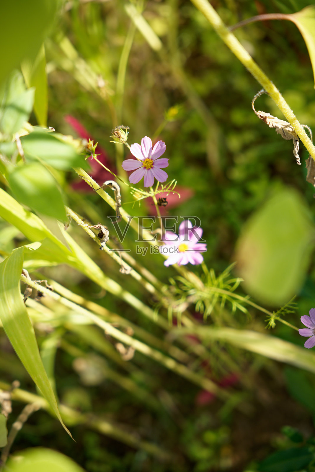 田野上粉红色的宇宙花照片摄影图片
