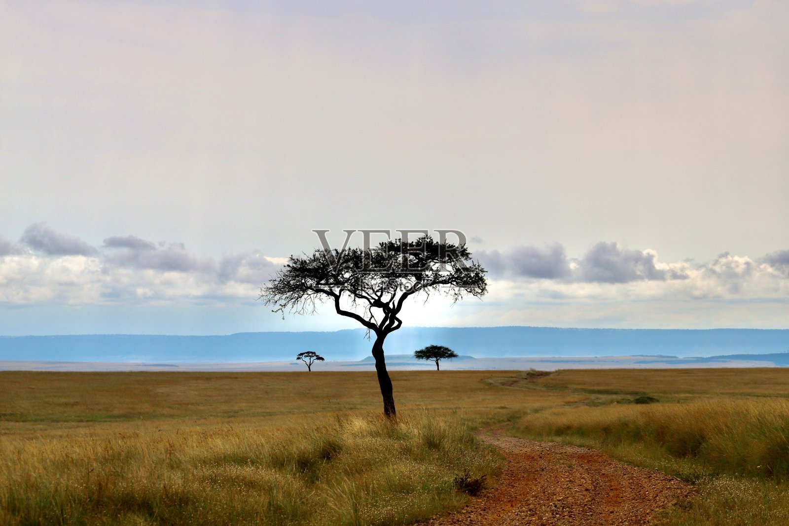 金合欢树照片摄影图片