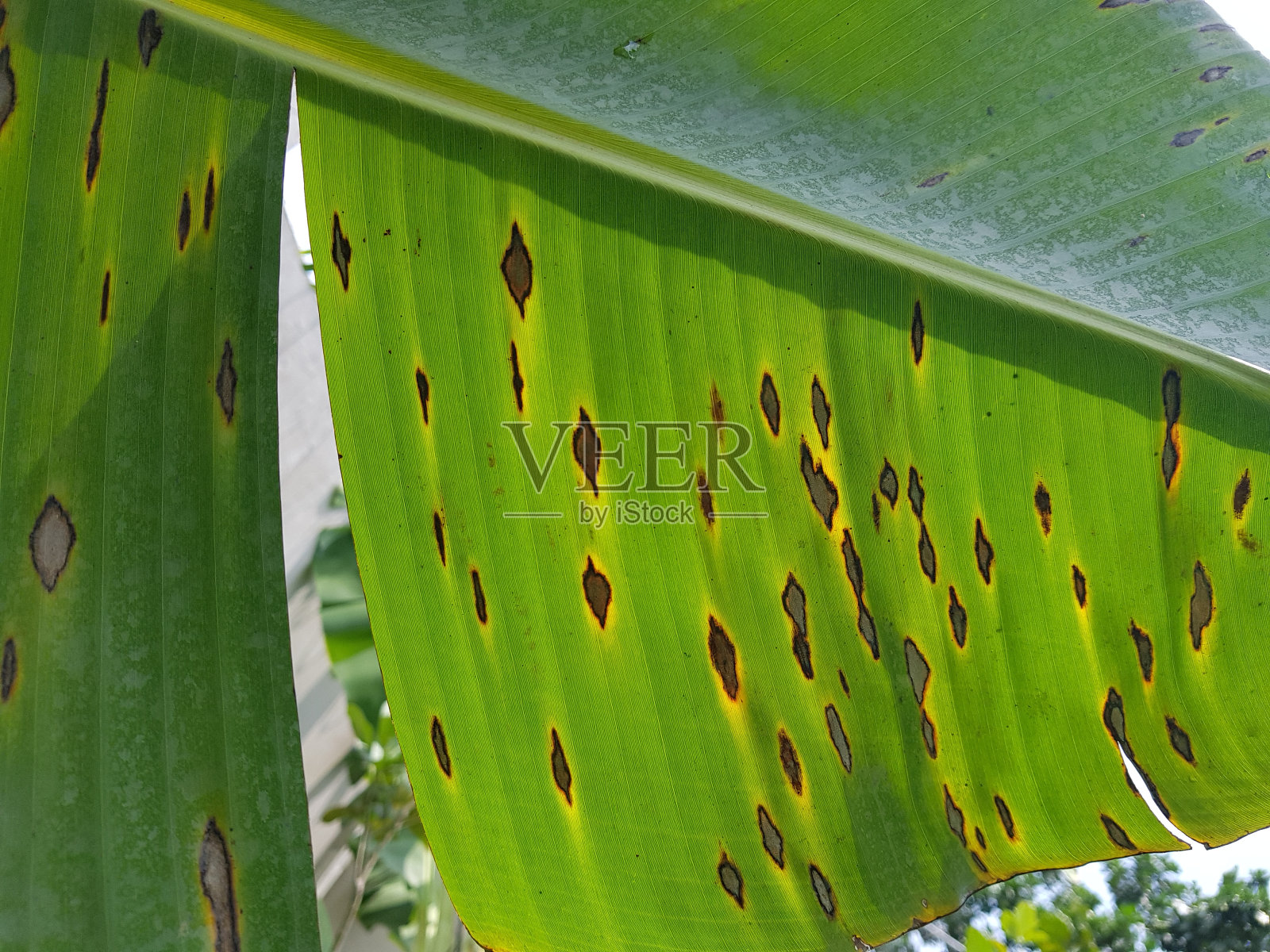 菱形叶斑病与香蕉黑叉叶斑病的关联。照片摄影图片