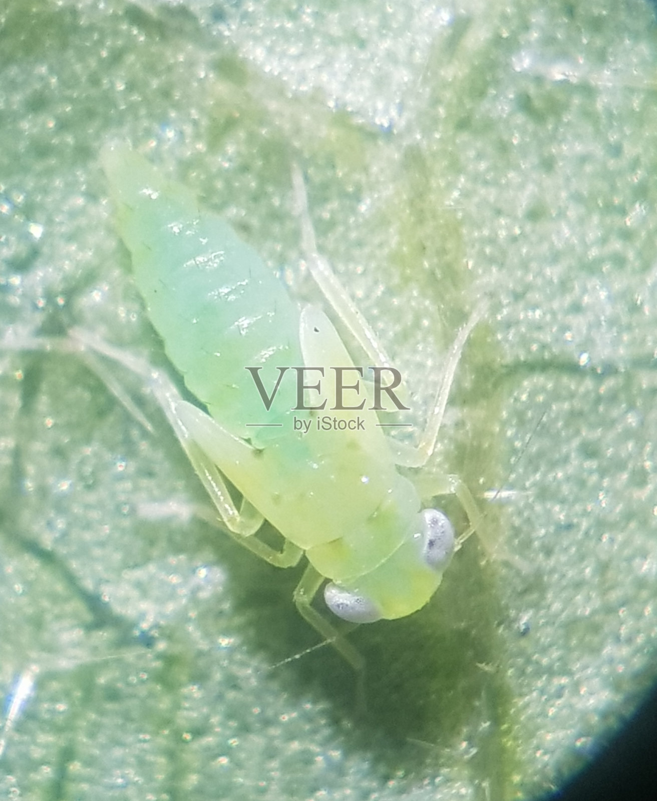 秋葵叶上的叶蝉(Empoasca flavescens)照片摄影图片