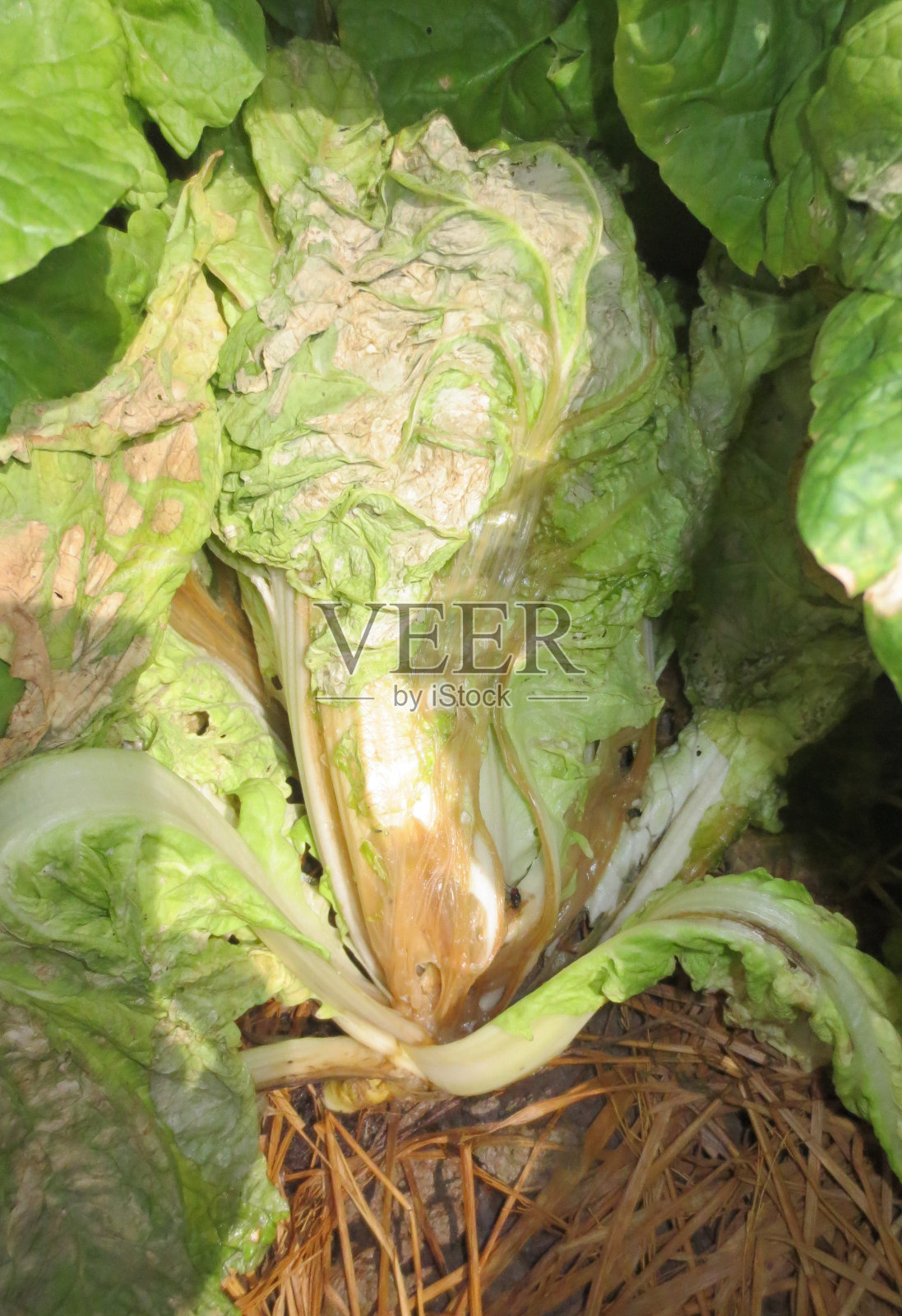 越南卷心菜细菌性软腐病(Erwinia carotovora)。照片摄影图片