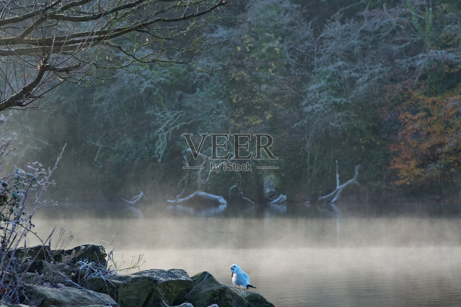 公园里的霜冻早晨。照片摄影图片