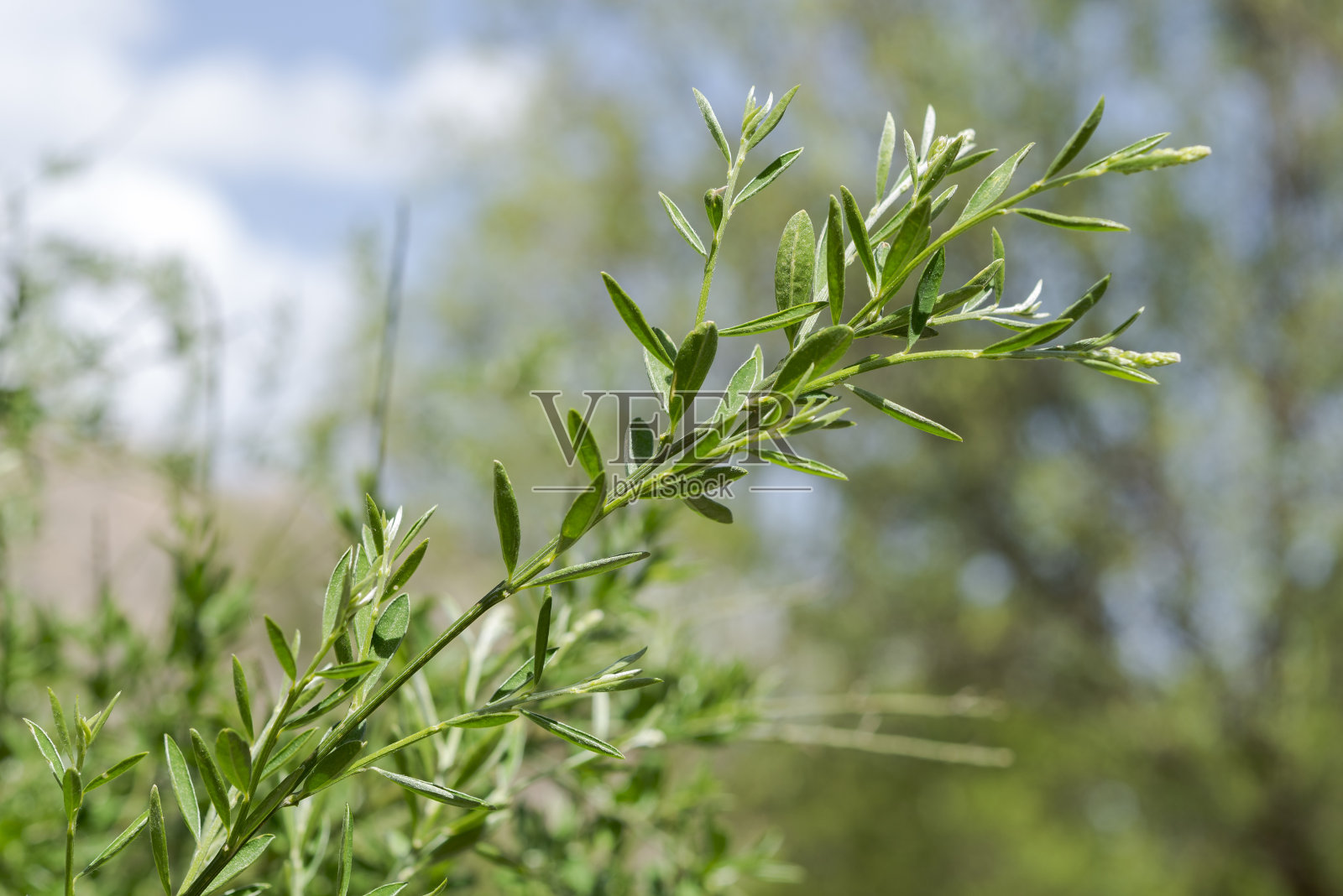 佛罗里达金丝桃，豆科开花植物。照片摄影图片