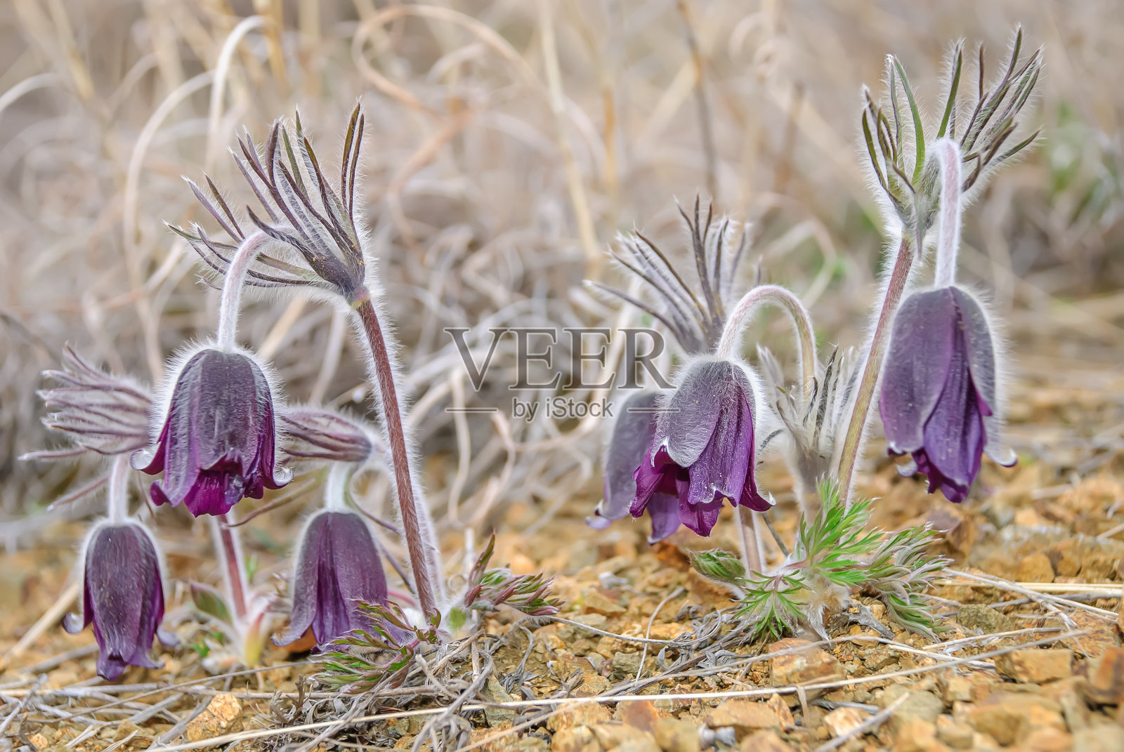 梦草是春天最美丽的花。白头翁在早春阳光明媚的日子里在森林里开花。白头翁花特写。软焦点照片摄影图片