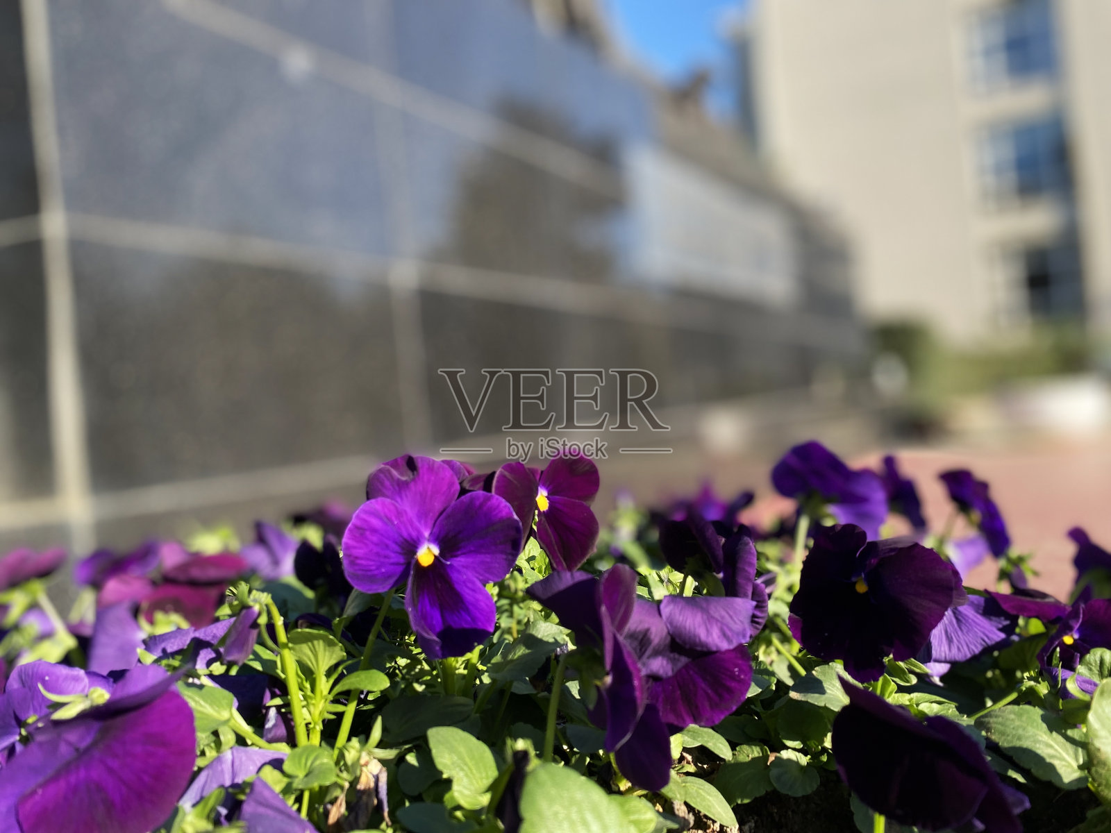 花园中的鲜花与日光自然背景照片摄影图片