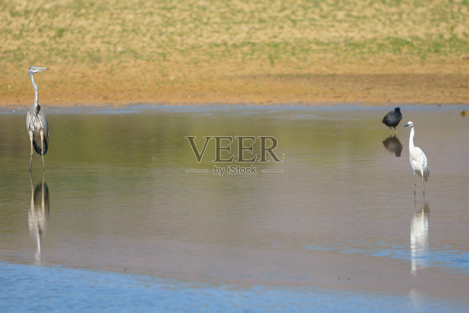 一对灰苍鹭在水里抬起头和脖子看着。照片摄影图片
