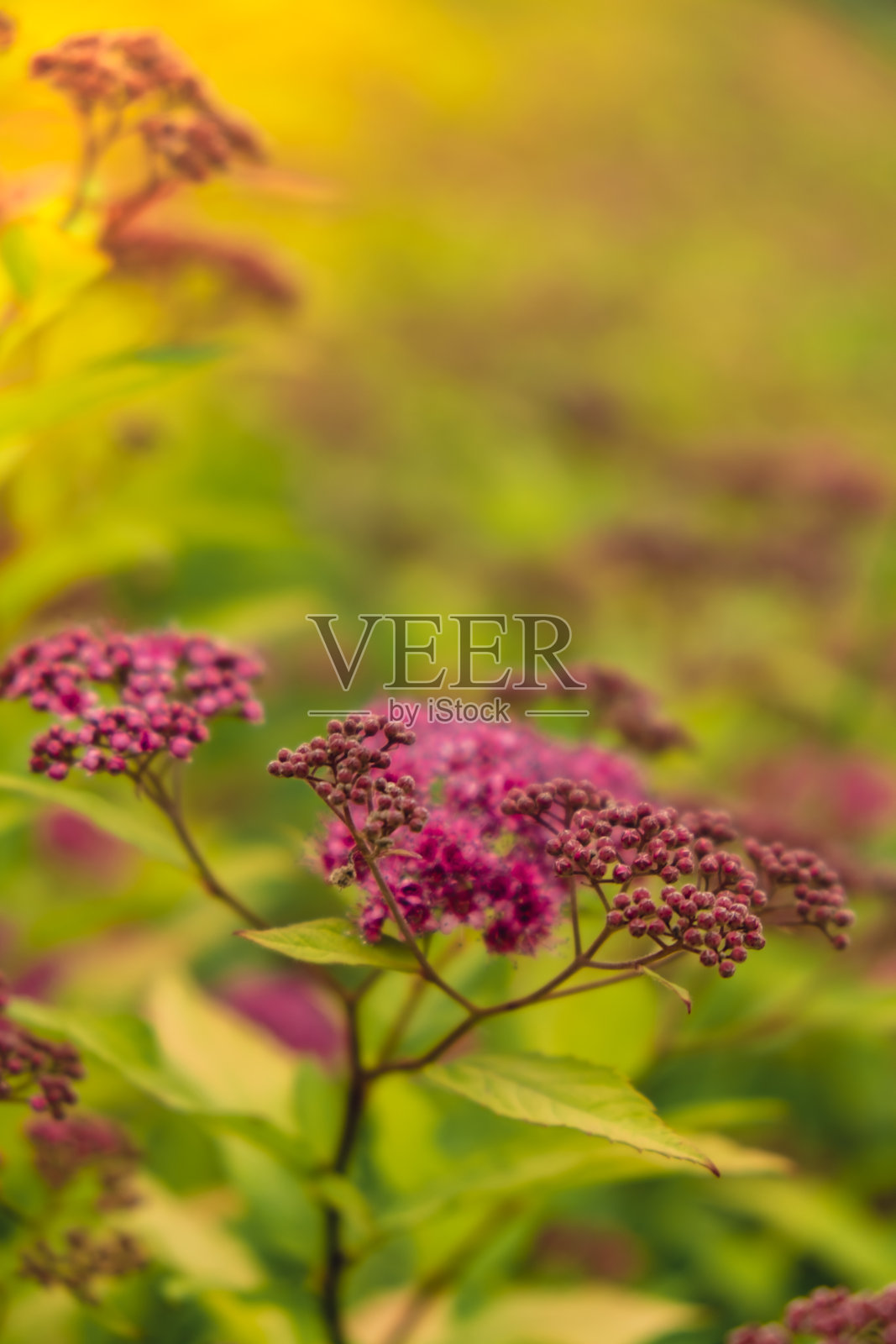 近距离看，树上开着粉红色的花。樱花背景的白色花瓣绽放照片摄影图片