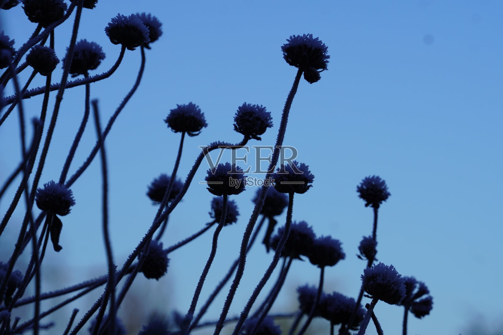 霜照片摄影图片