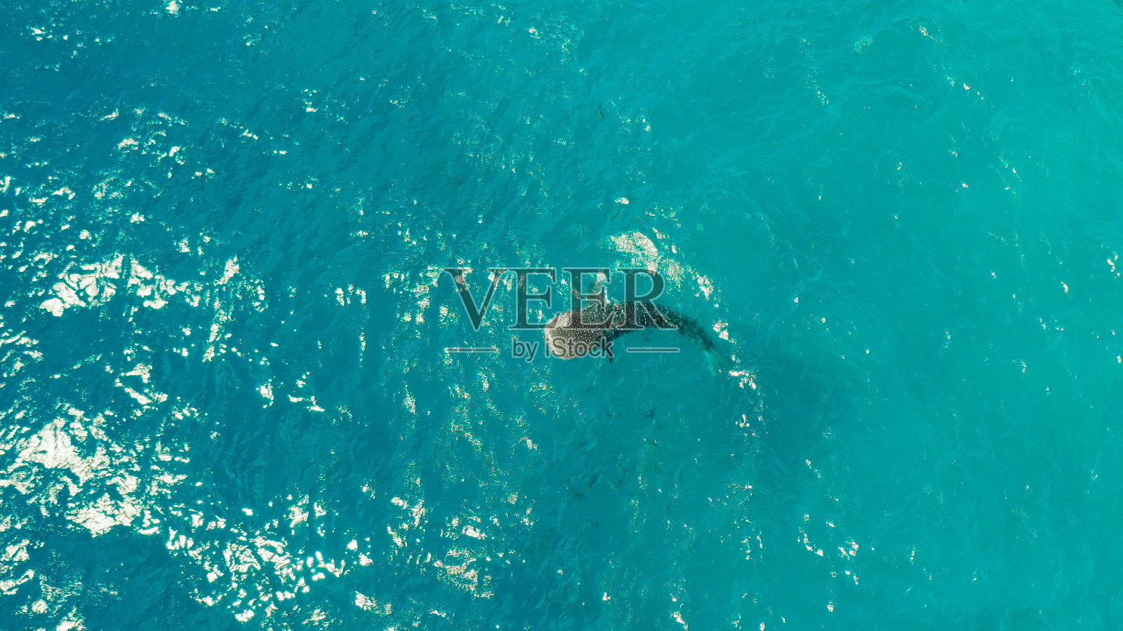 鲸鲨在清澈的蓝色海水中。菲律宾宿务岛照片摄影图片