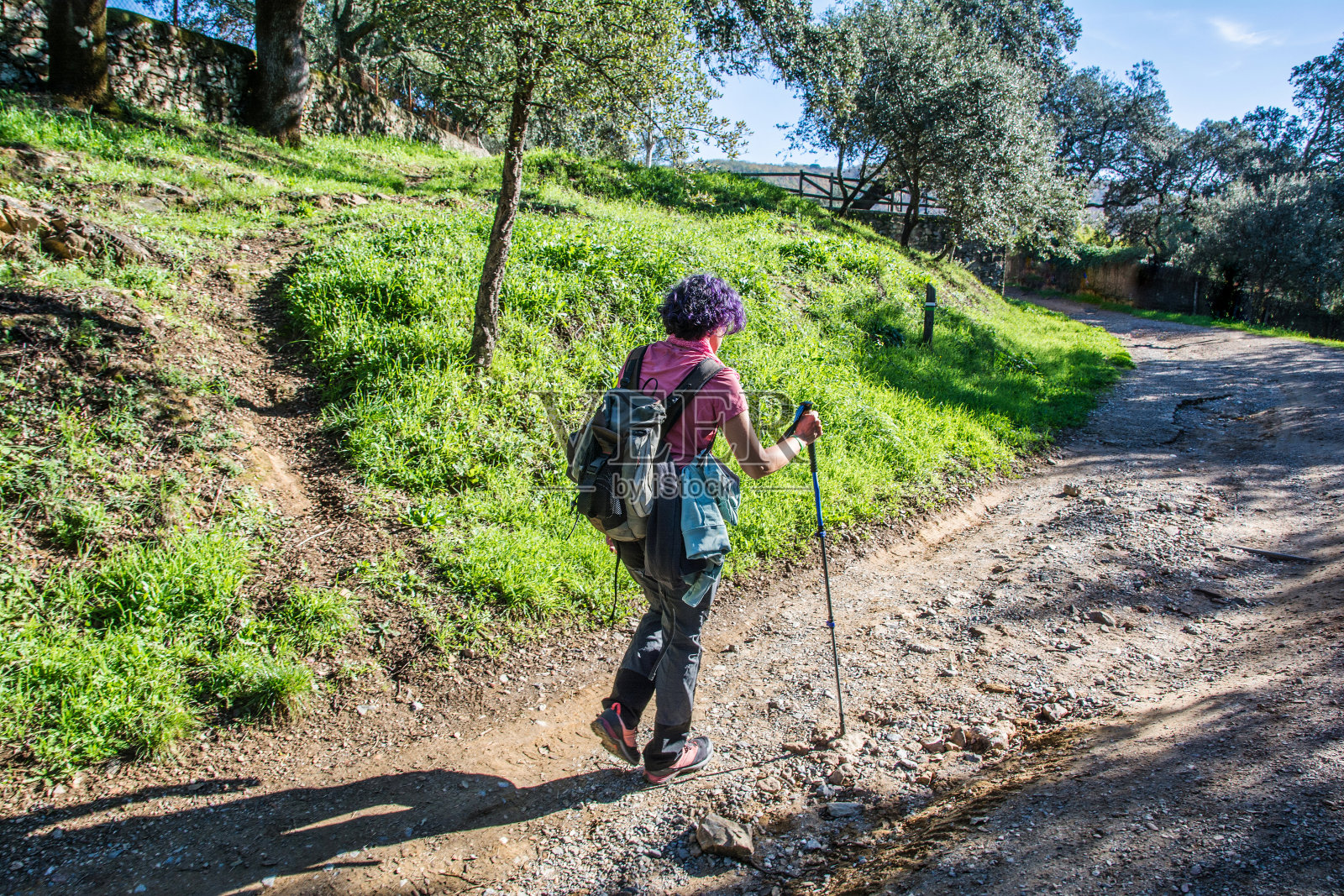 老年妇女背着背包和徒步旅行杆在森林中行走的后视图。照片摄影图片