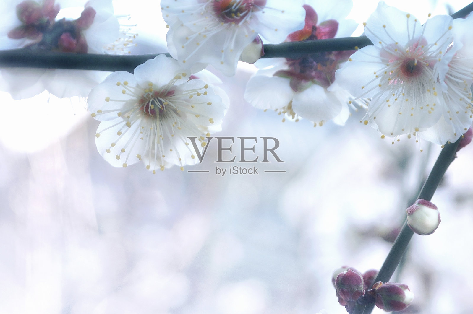 白梅的特写照片摄影图片