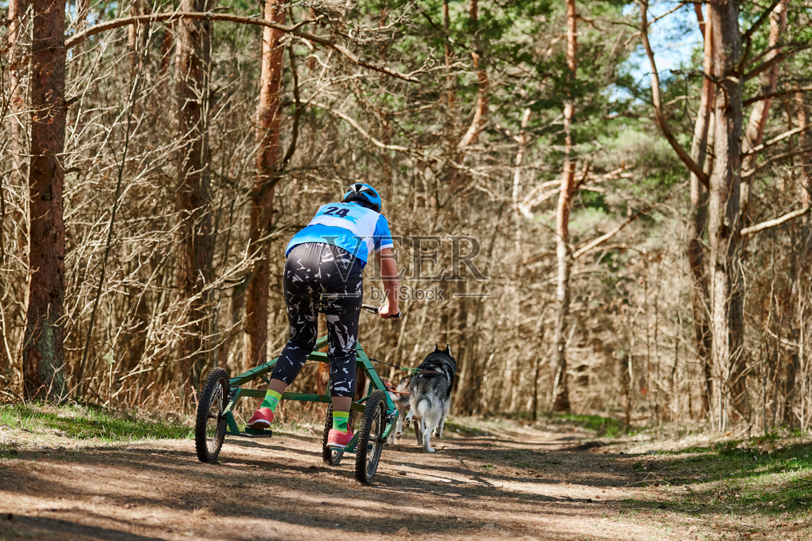 后面的观点，妇女musher骑在三轮车与西伯利亚哈士奇雪橇狗挽具照片摄影图片