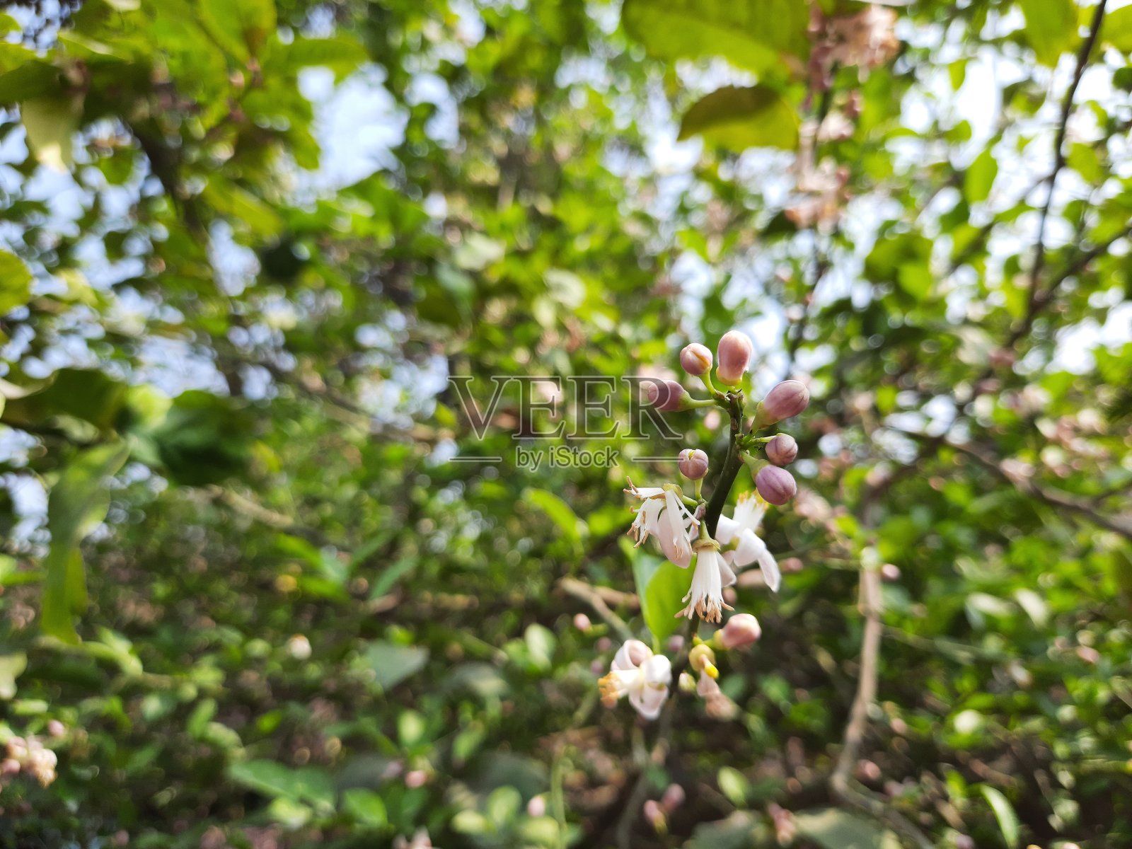 印度甜柠檬花，柠檬花，橙花。照片摄影图片