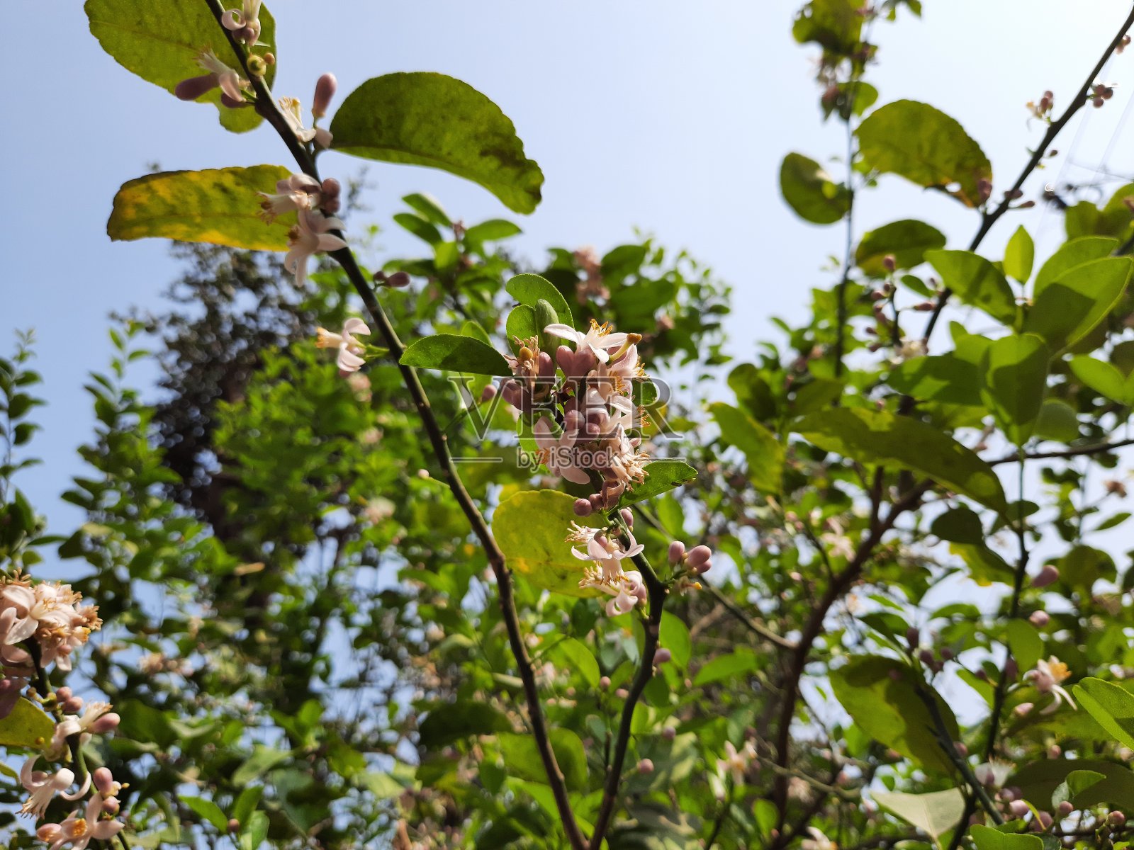 印度甜柠檬花，柠檬花，橙花。照片摄影图片