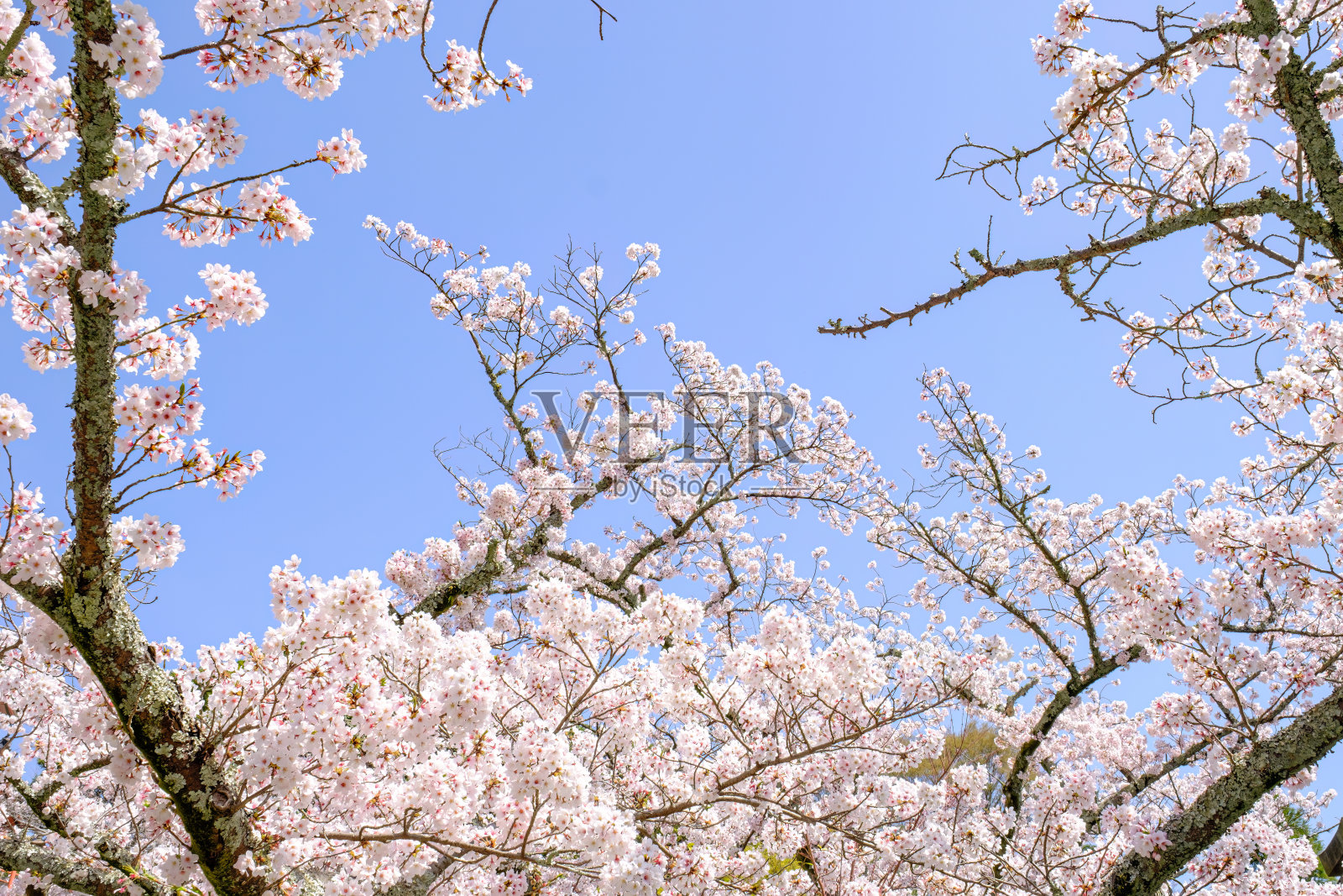 春天美丽的樱花“sakura”照片摄影图片