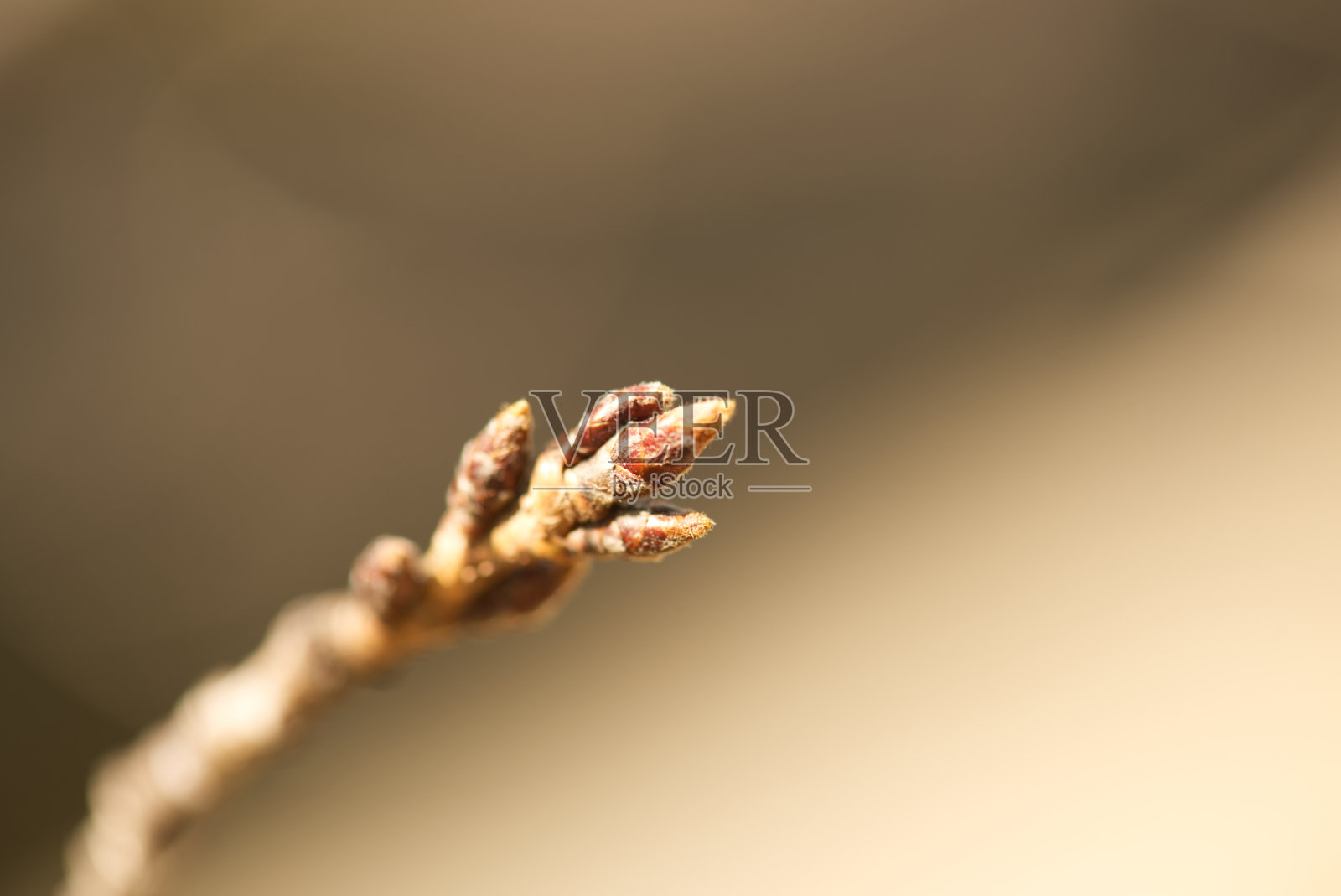 巴德照片摄影图片