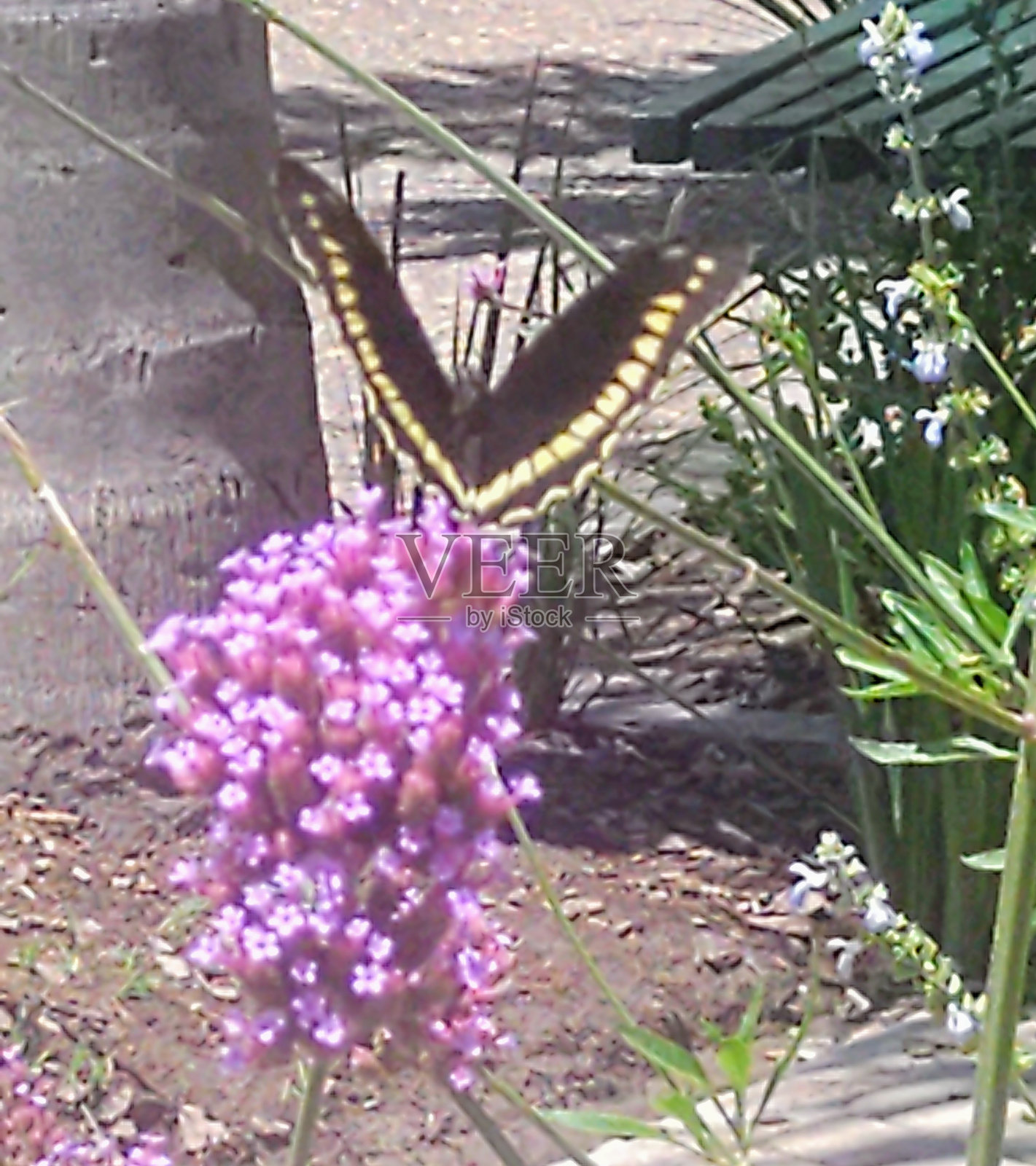 黑黄蝴蝶照片摄影图片