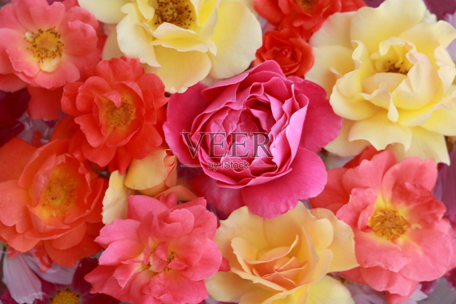 夏季大黄橙粉玫瑰。盛开的花。前视图。花的背景。黄色珊瑚玫瑰。抽象的背景。花卡。情人节。五彩缤纷的鲜花。粉嫩的玫瑰质地。照片摄影图片