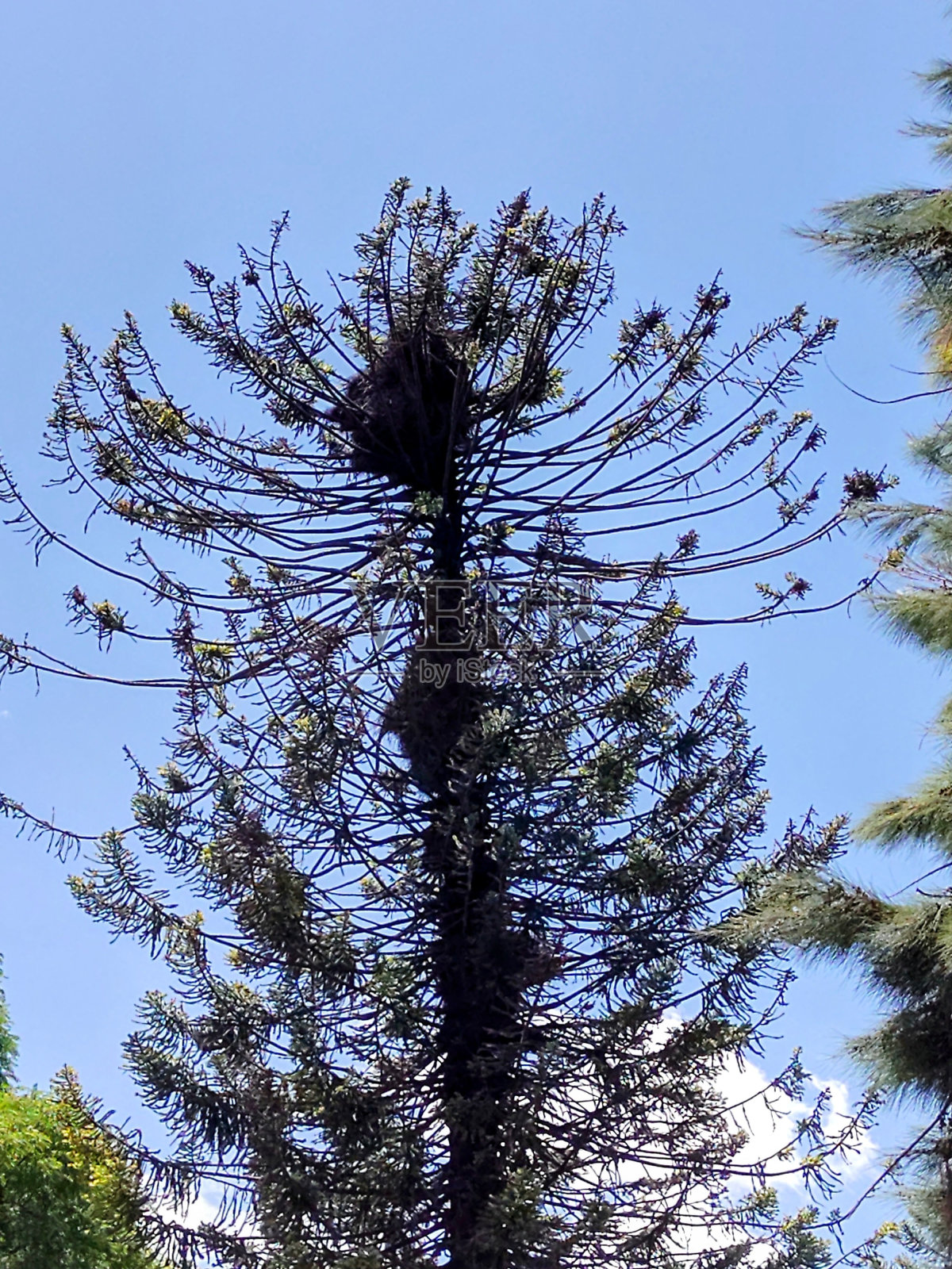 Árbol con nidos照片摄影图片