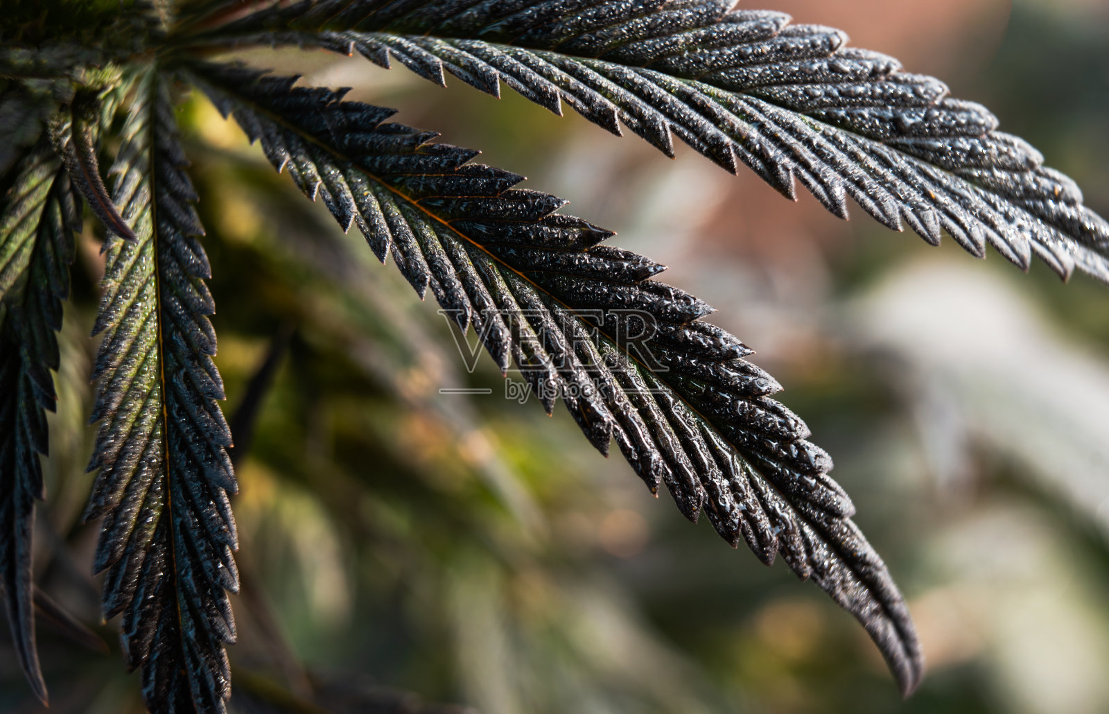 美丽的大麻植物背景照片摄影图片