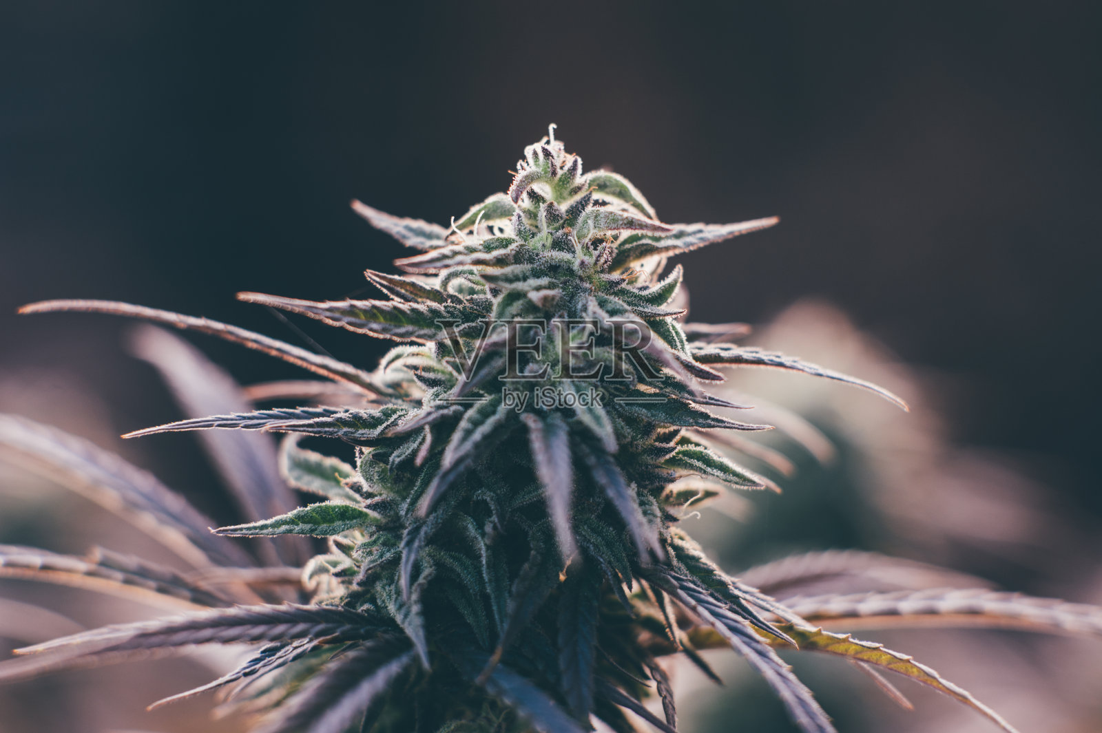 大麻巴德照片摄影图片