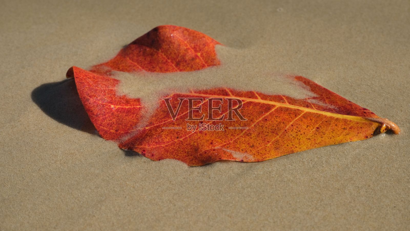 红色的秋叶落在沙滩上照片摄影图片