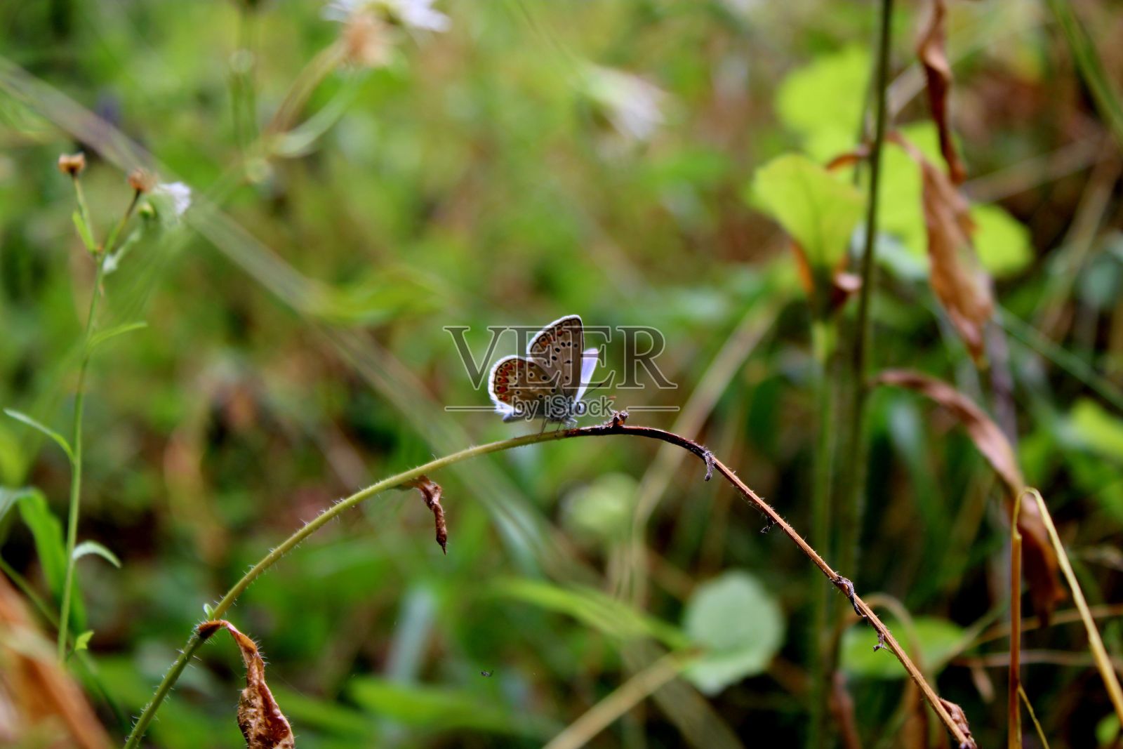 蝴蝶对植物茎的选择性聚焦照片摄影图片