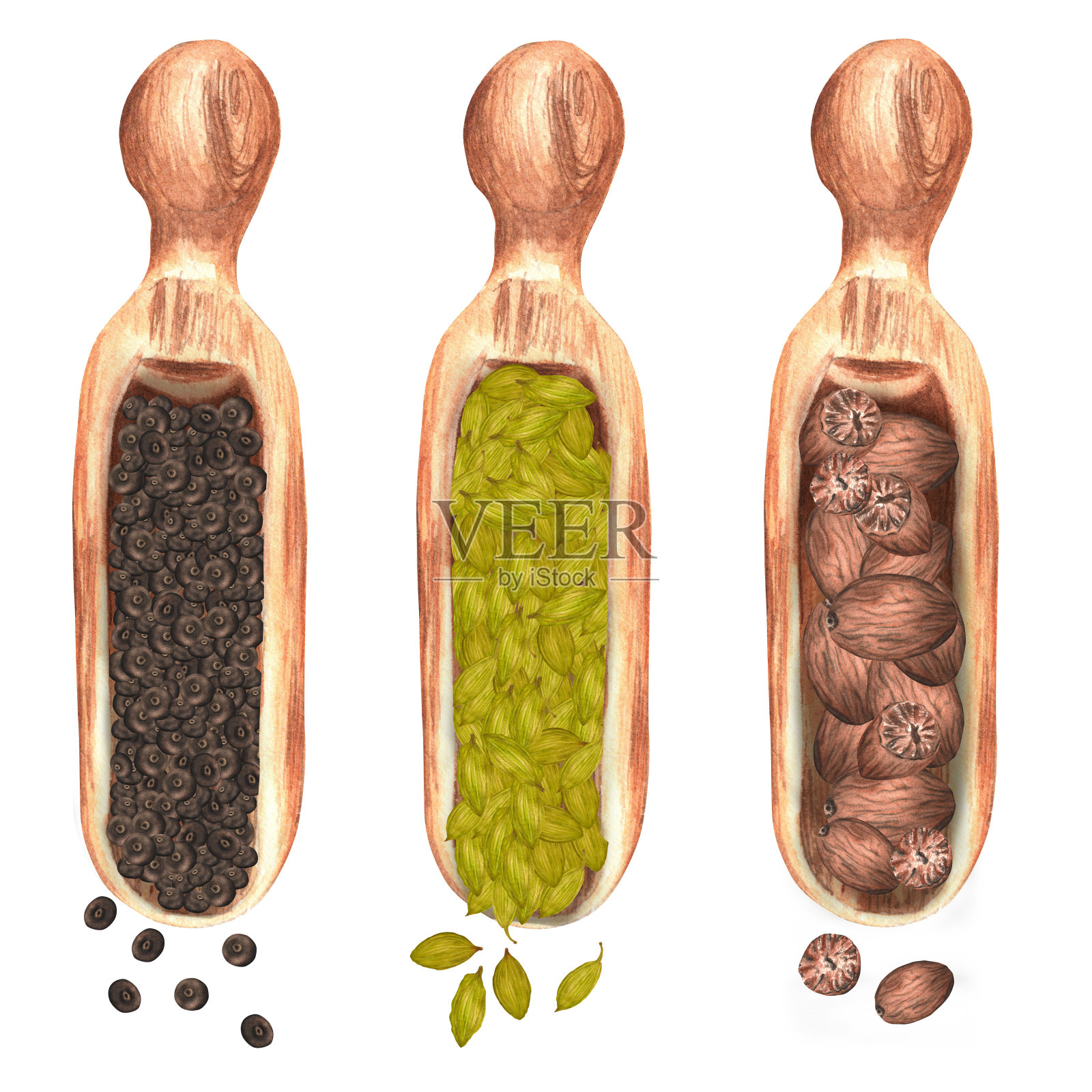 三个手绘水彩木勺，有多香果、豆蔻和肉豆蔻插画图片素材