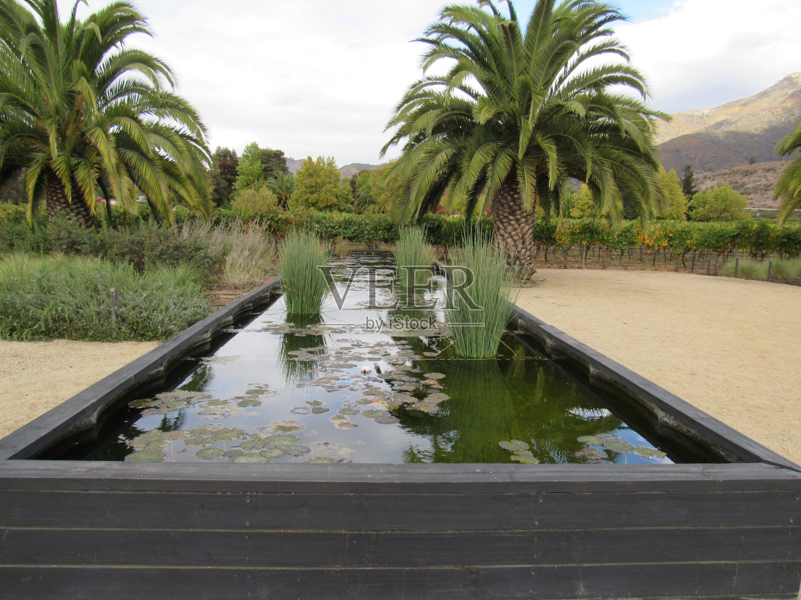 智利酒庄的美丽花园照片摄影图片