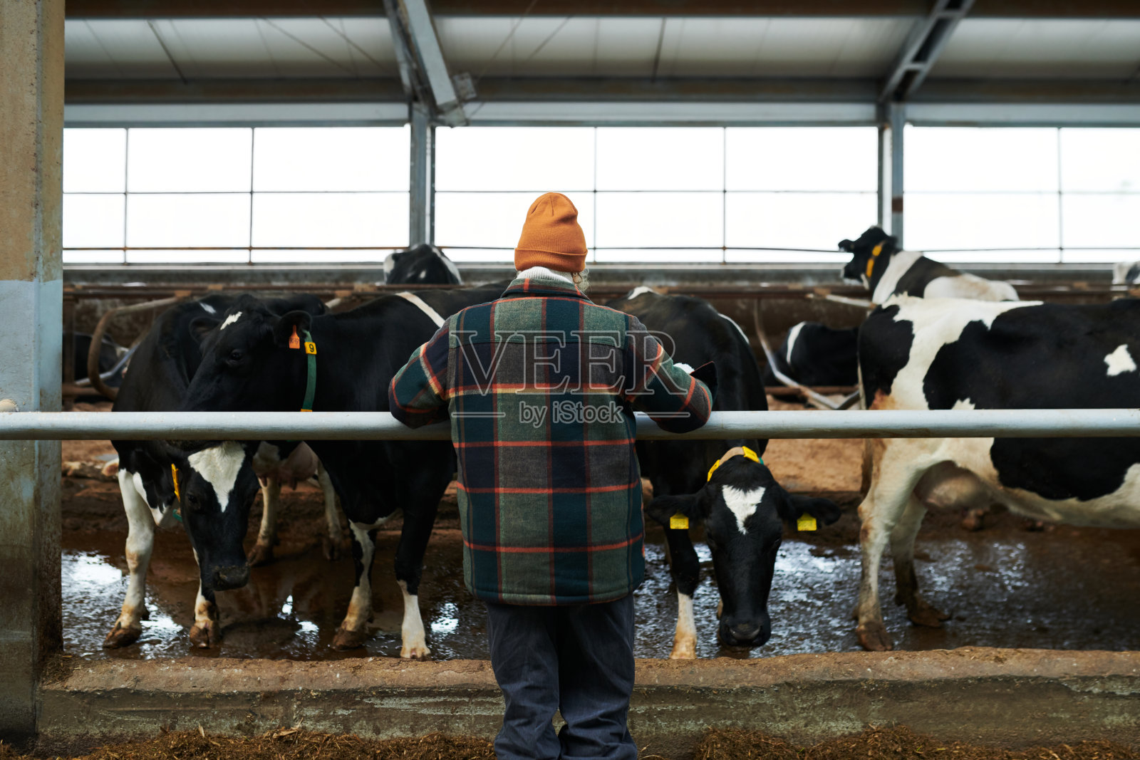 年轻女子在工作服站在牛棚与纯种牛的后视图照片摄影图片
