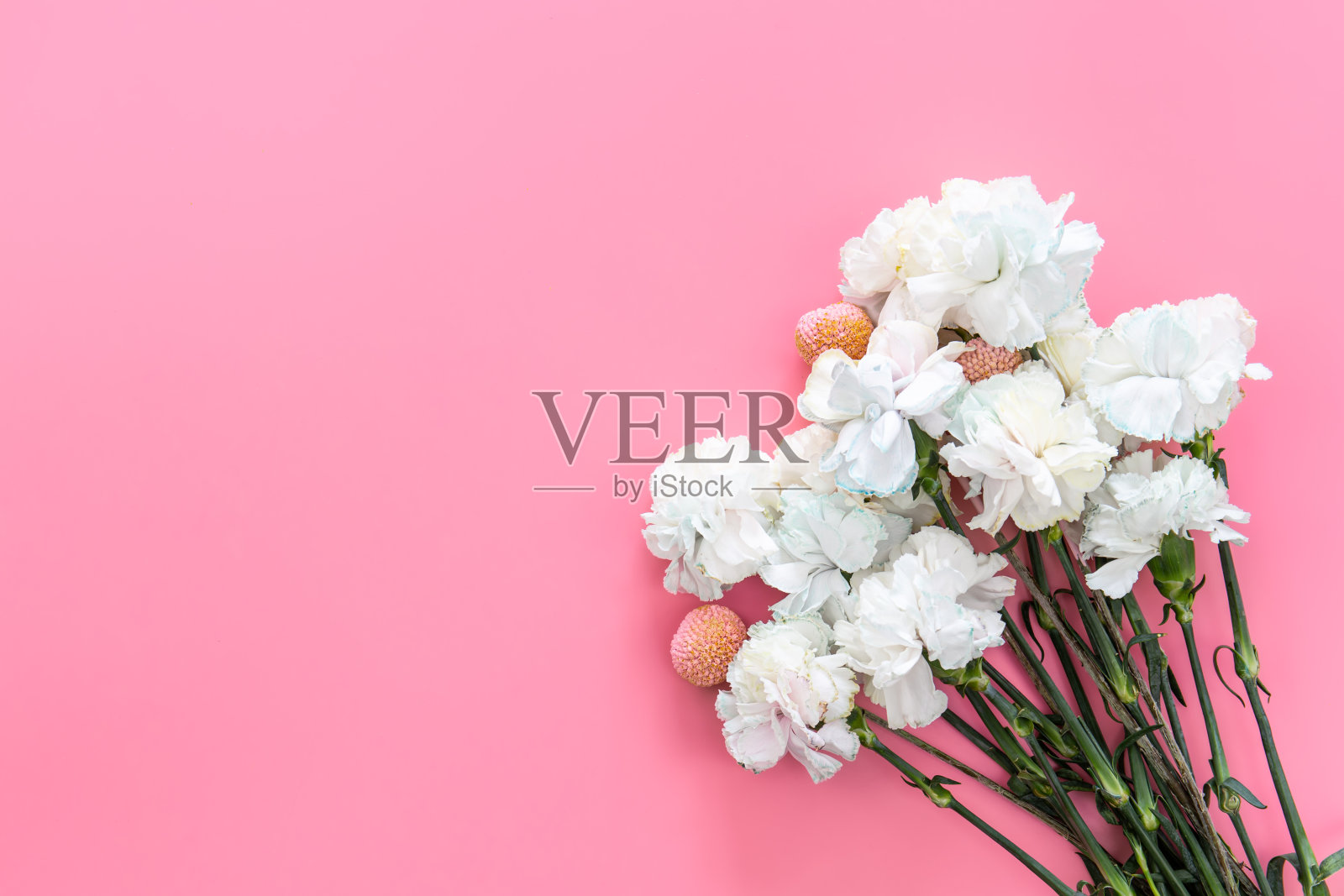 白色康乃馨的花束在粉红色的背景上，孤立，平坦。照片摄影图片