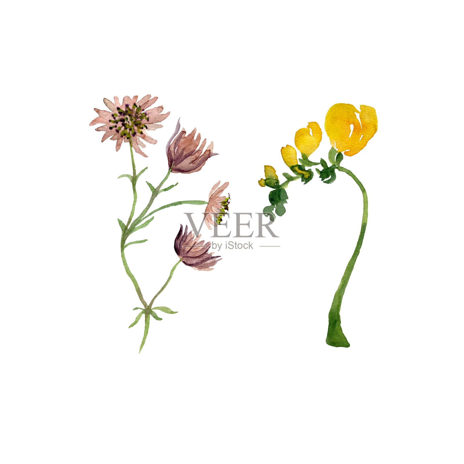 小苍兰花枝黄色素描水彩画插画图片素材