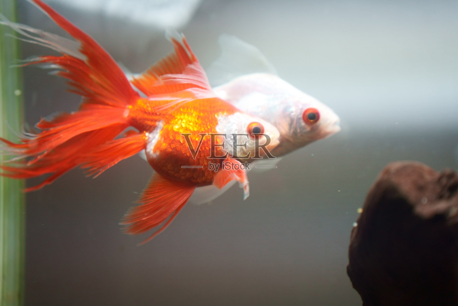 红色和白色的金鱼在交配季节照片摄影图片