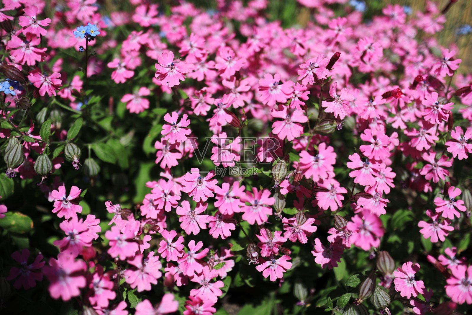 红舌在春天盛开照片摄影图片