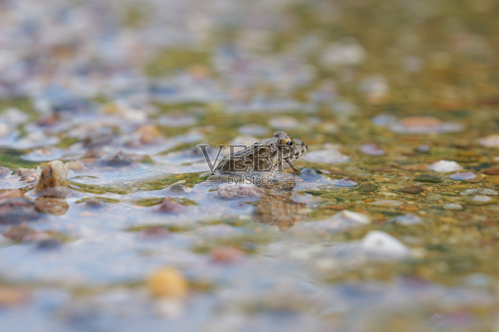 夏天，生活在稻田附近的土色小青蛙照片摄影图片