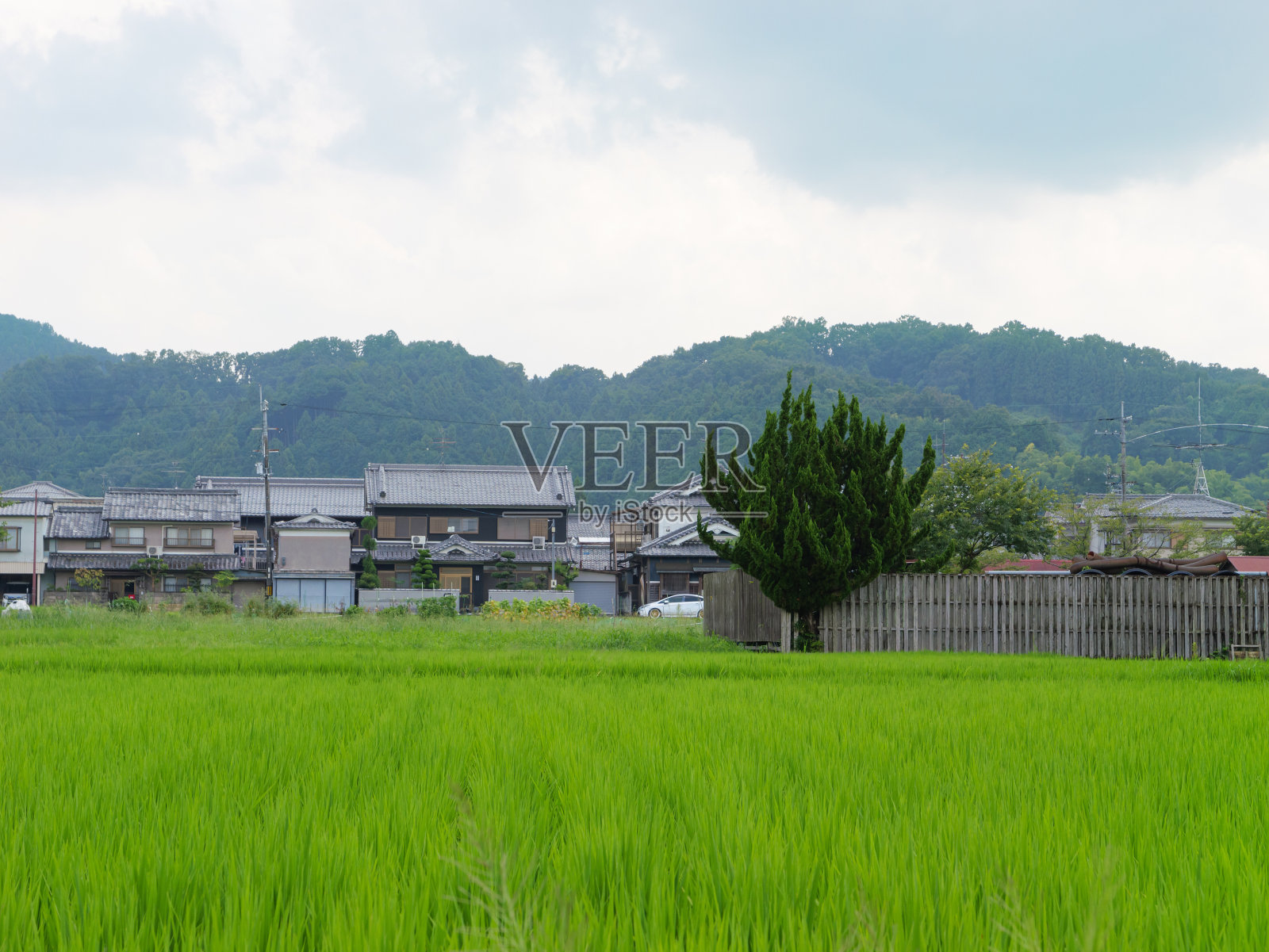 盛夏的日本农村稻田里，美丽的绿色水稻在风中摇曳。照片摄影图片