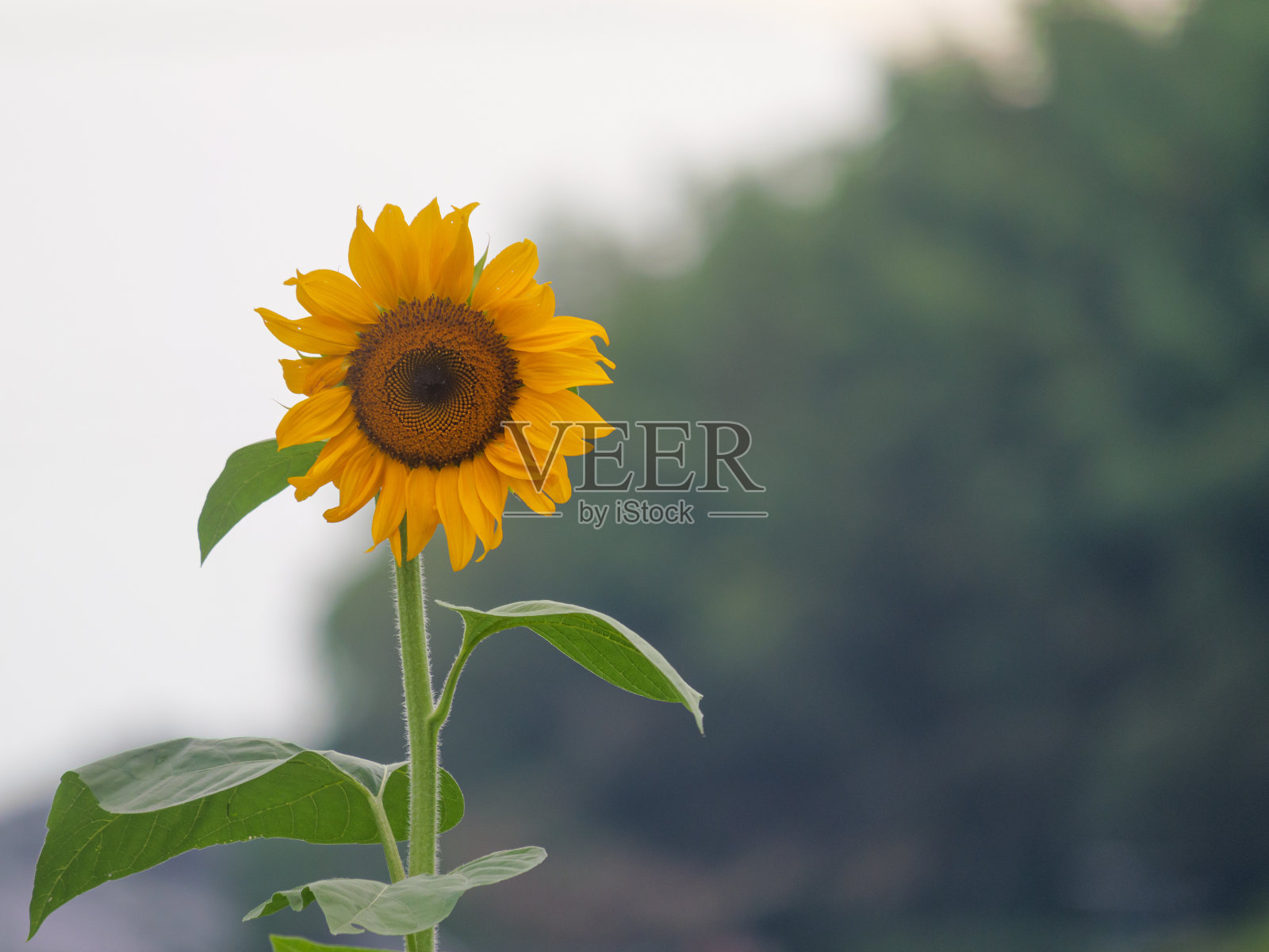 黄昏时分的农村，黄色的向日葵在风中摇曳照片摄影图片