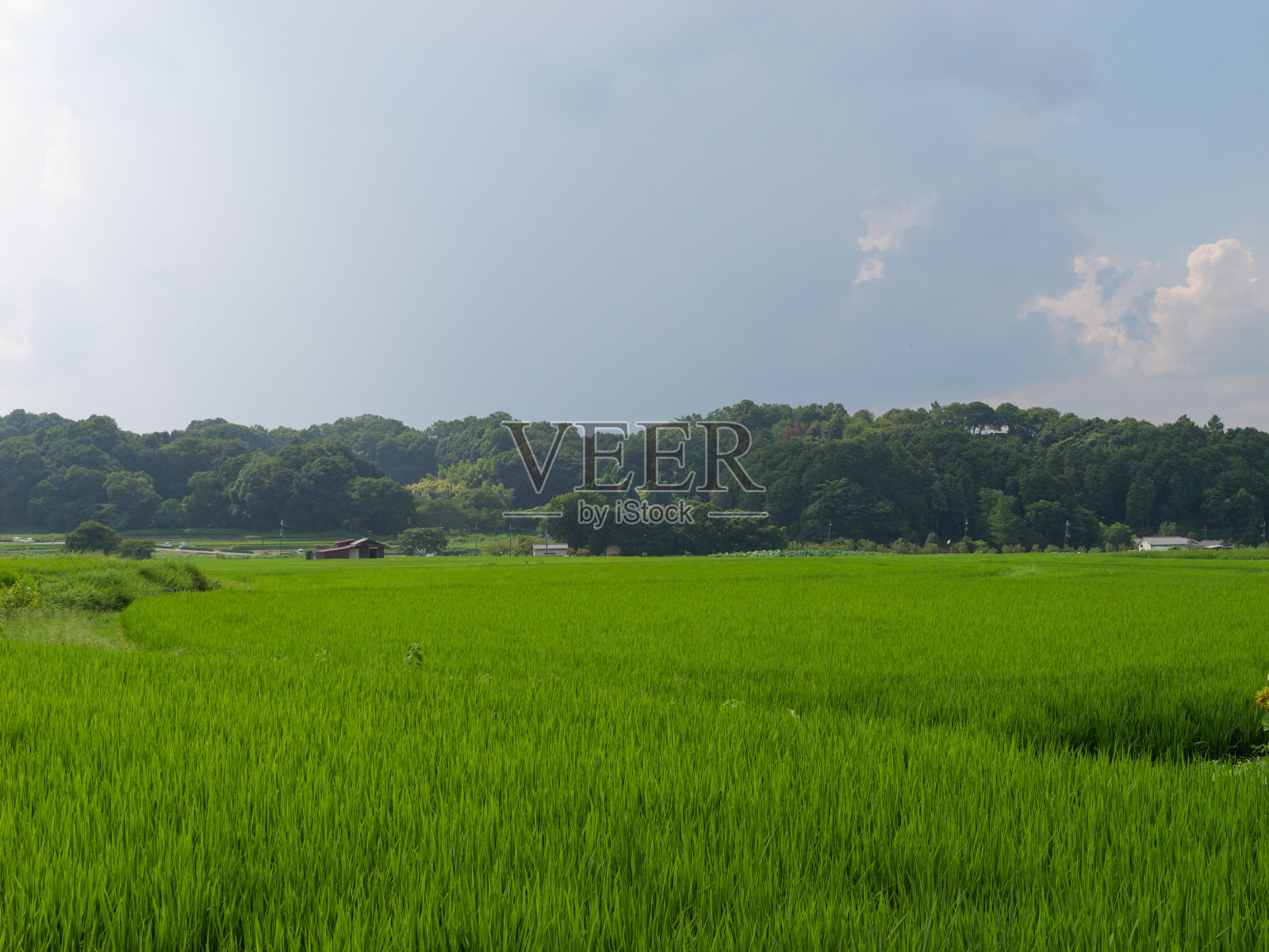 日本的农村在仲夏，附近生长着大量绿色的水稻植物。照片摄影图片