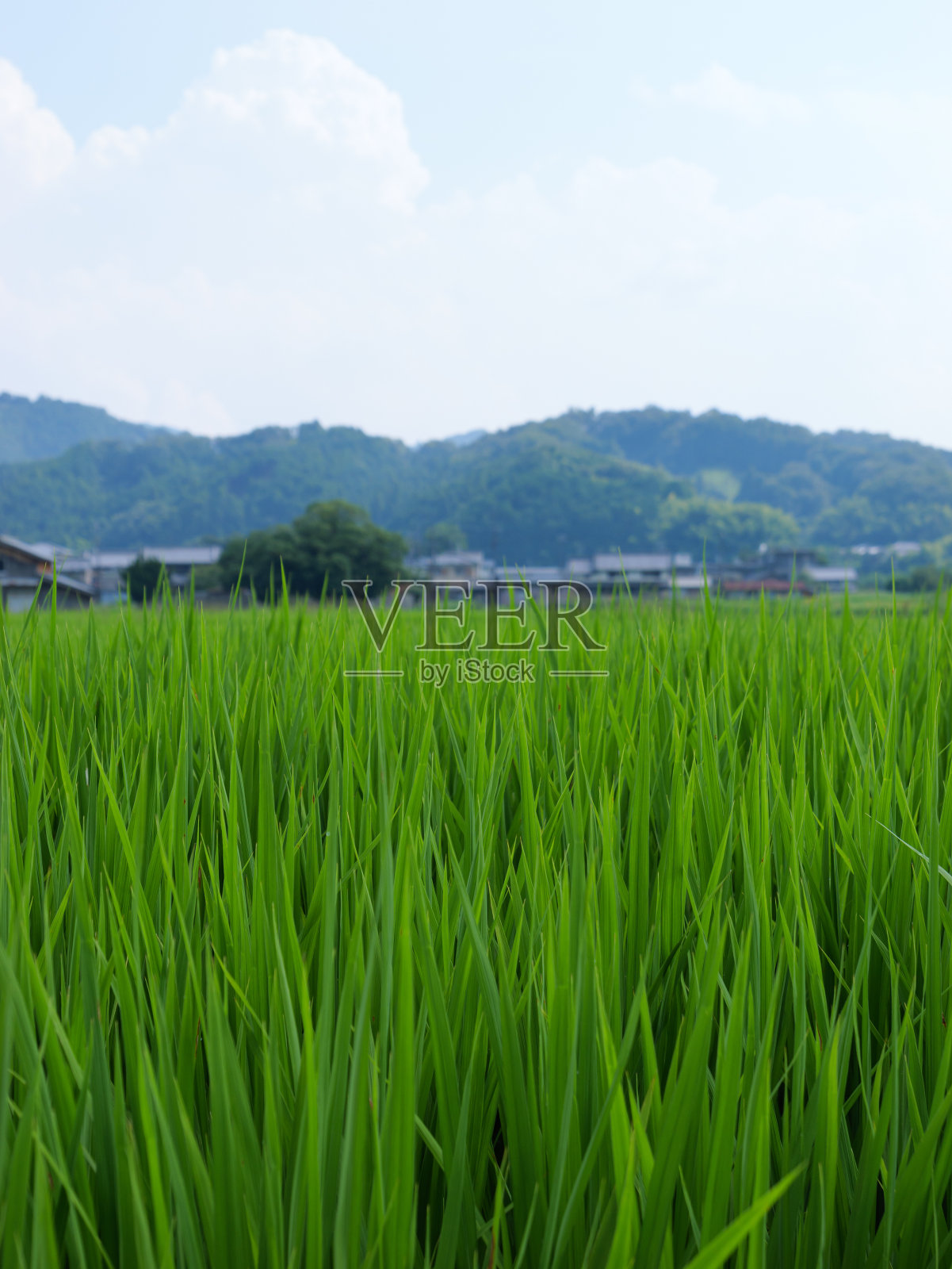 日本的农村在仲夏，附近生长着大量绿色的水稻植物。照片摄影图片