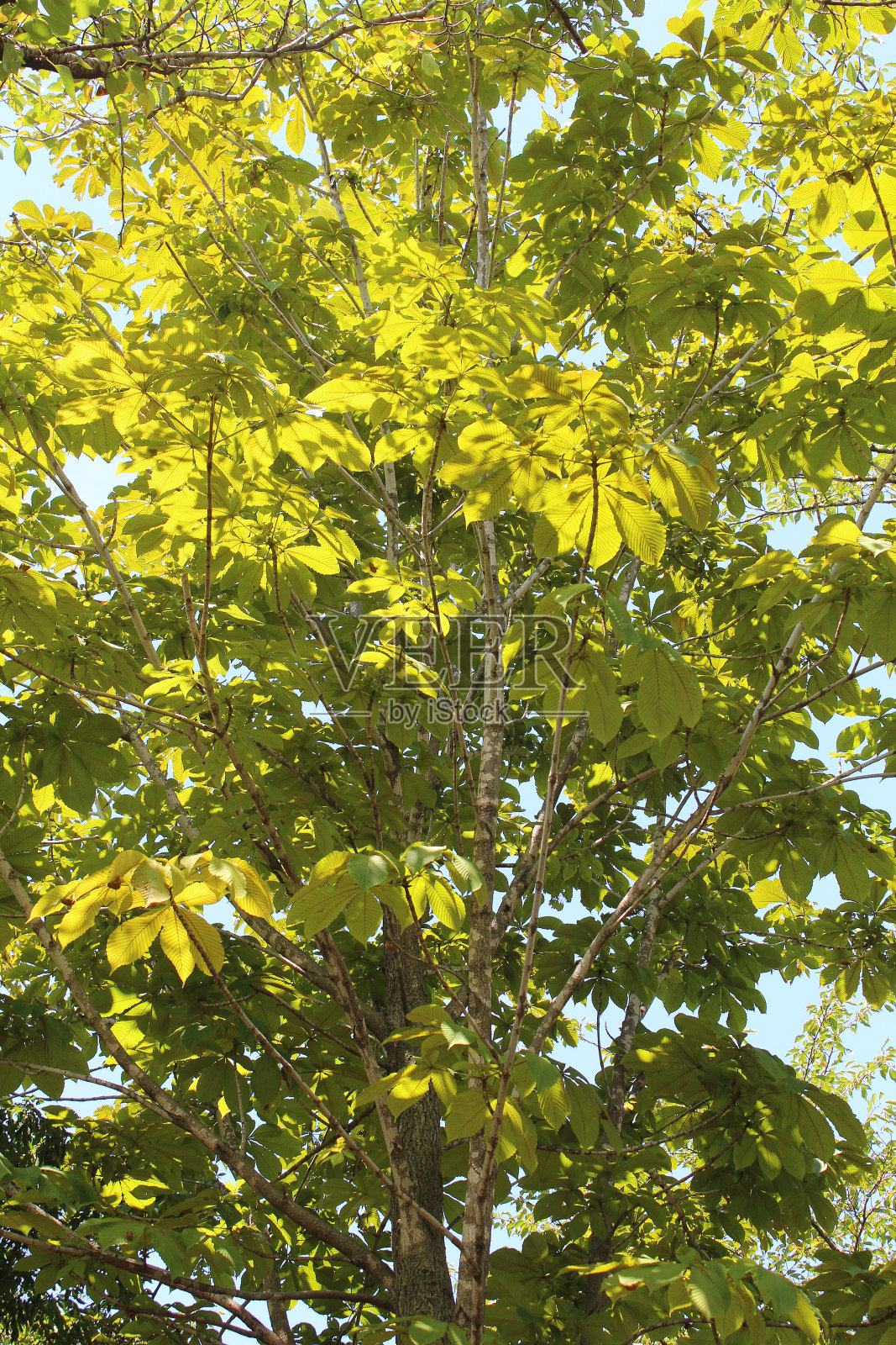 树木在新鲜的绿色森林照片摄影图片