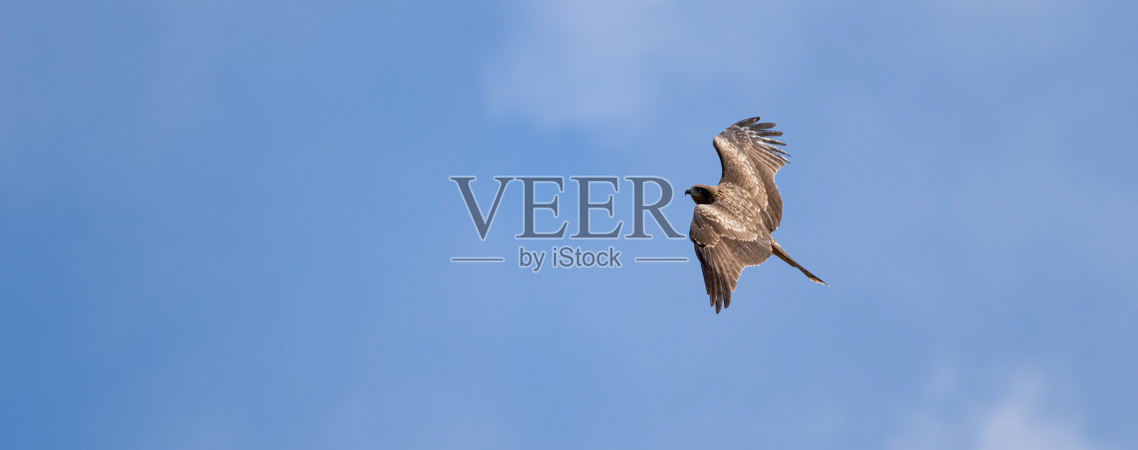 猛禽在天空中飞翔照片摄影图片