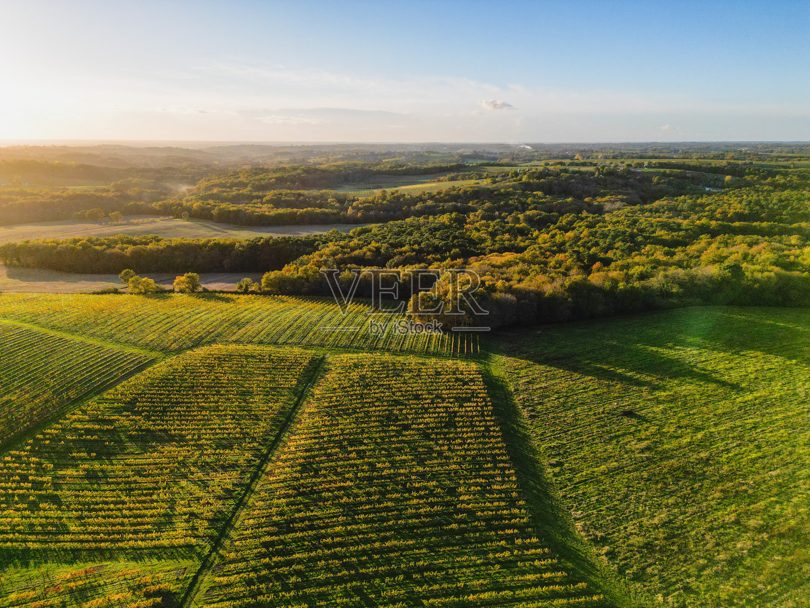 鸟瞰日出时的波尔多葡萄园和森林，秋天用无人机拍摄照片摄影图片